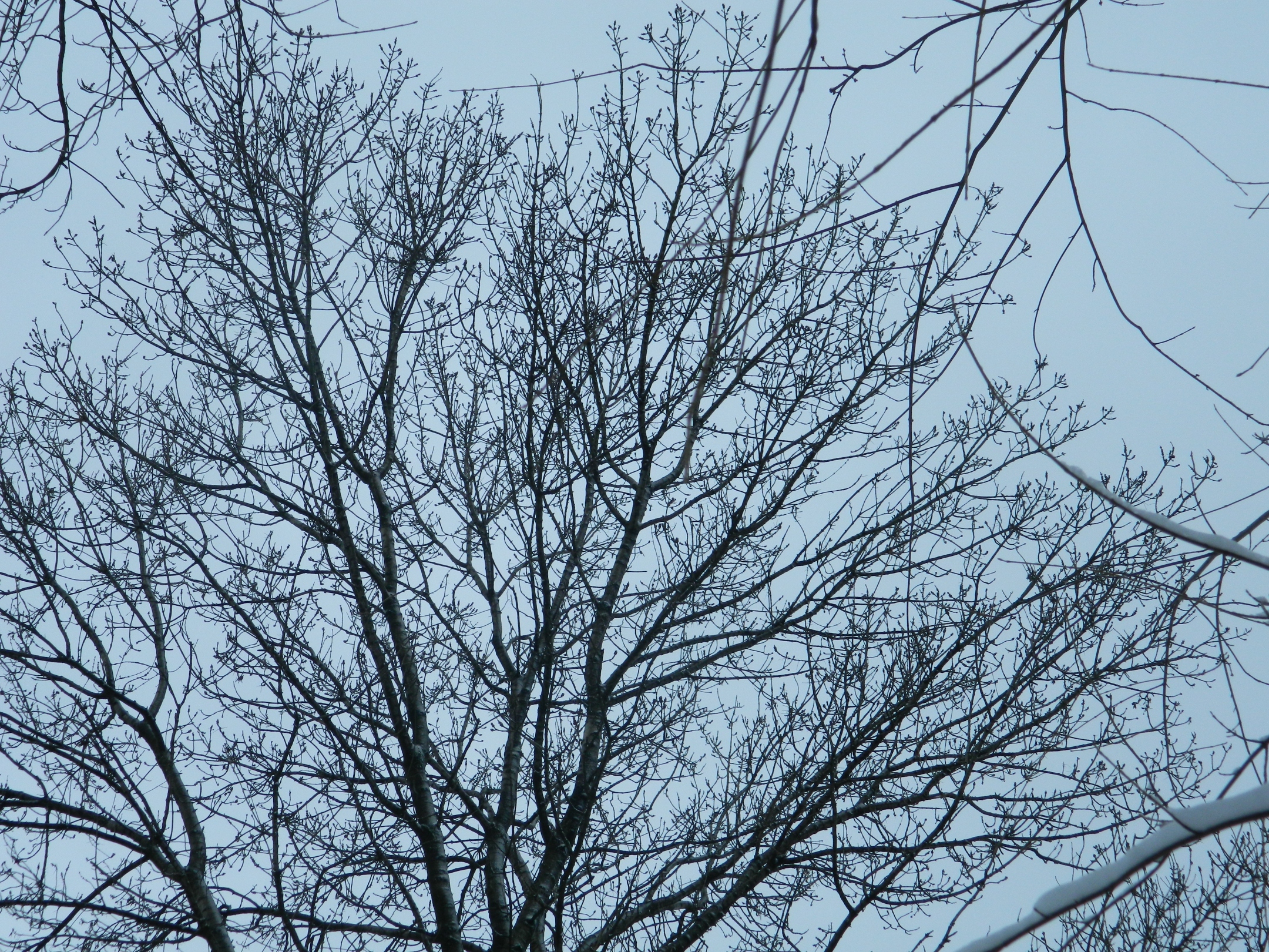 Winter tree photo