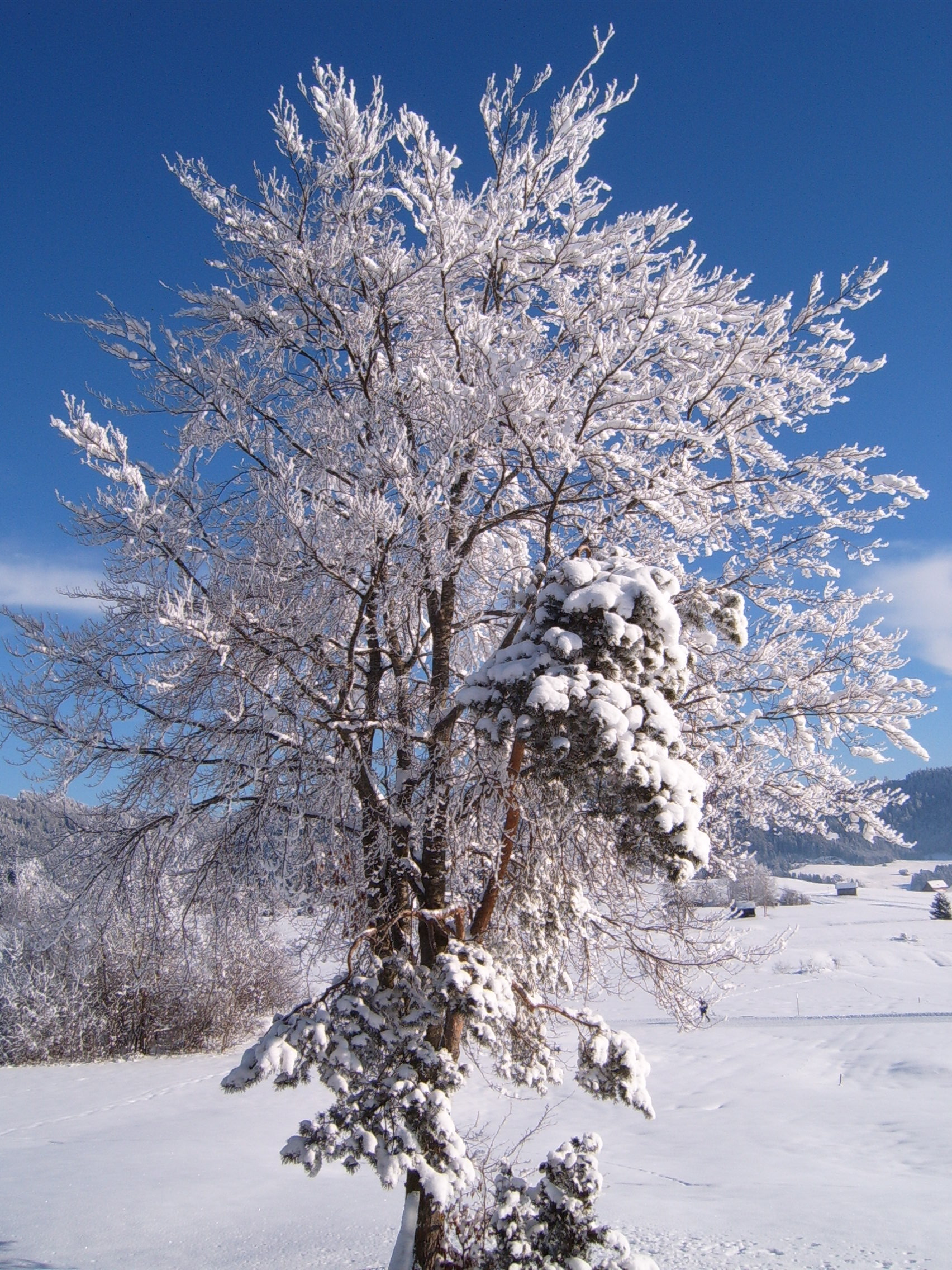 File:Winter tree.jpg - Wikimedia Commons