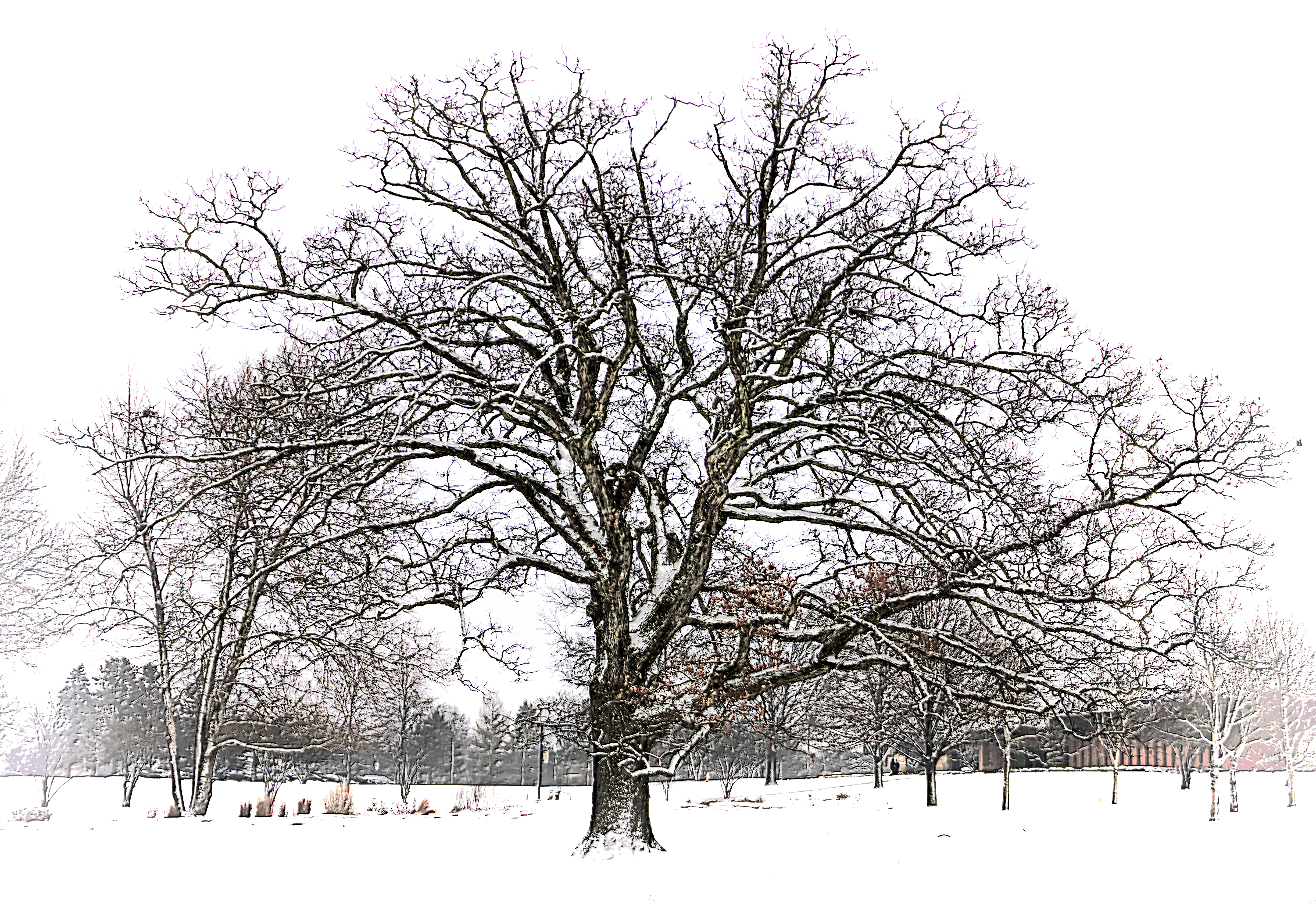 Winter Tree | Edward Byrne: Photography Journal, 2013