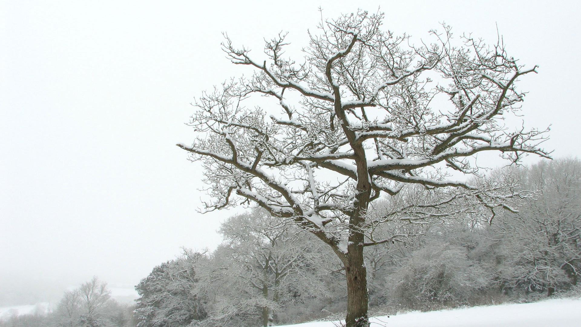 Winter tree photo
