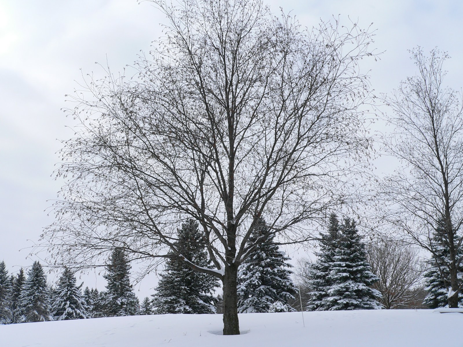 Preparing your trees for winter : Yard and Garden News : UMN Extension