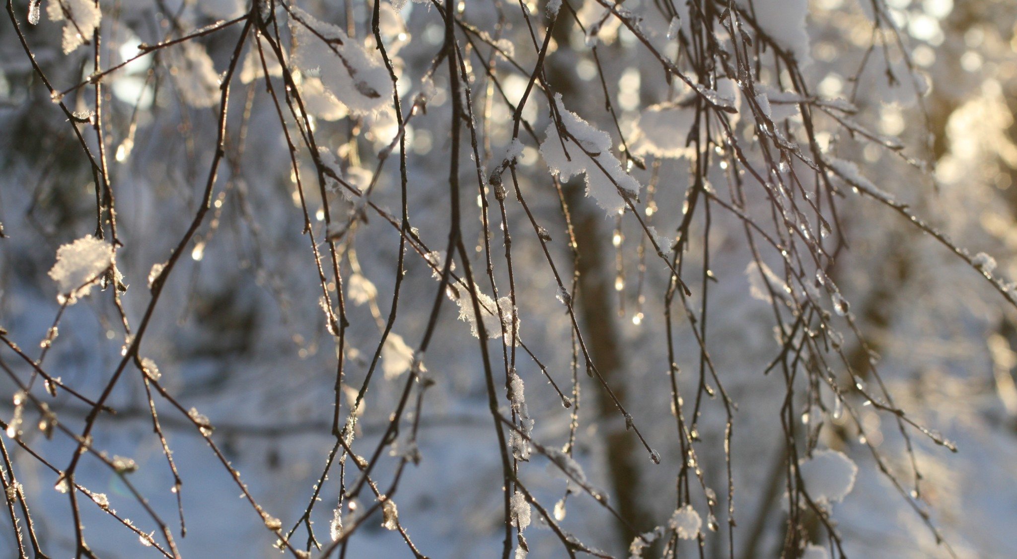 Winter Tree Identification | Wild things!