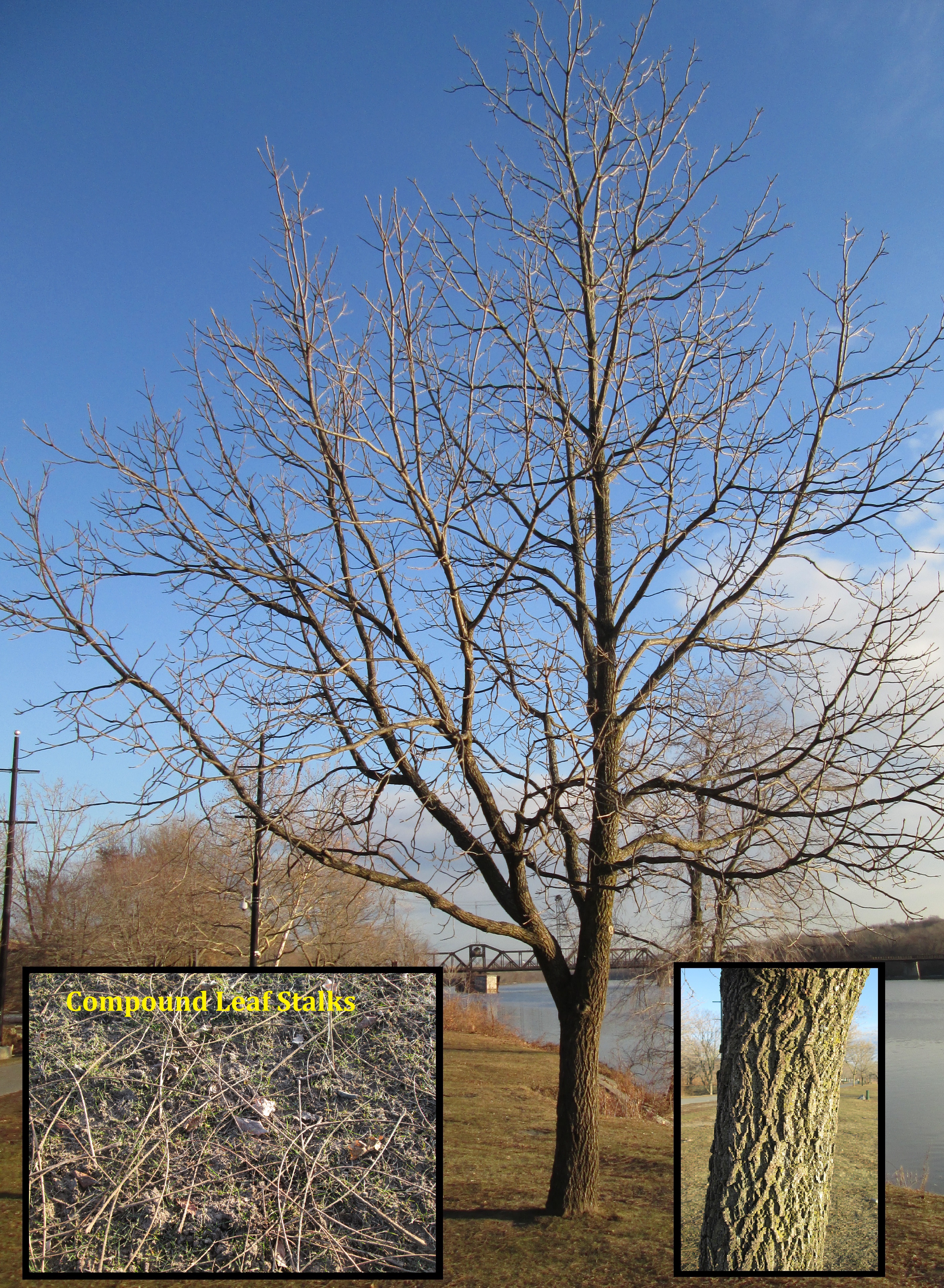 Winter Tree Identification Part I: Deciduous Trees | New York State ...