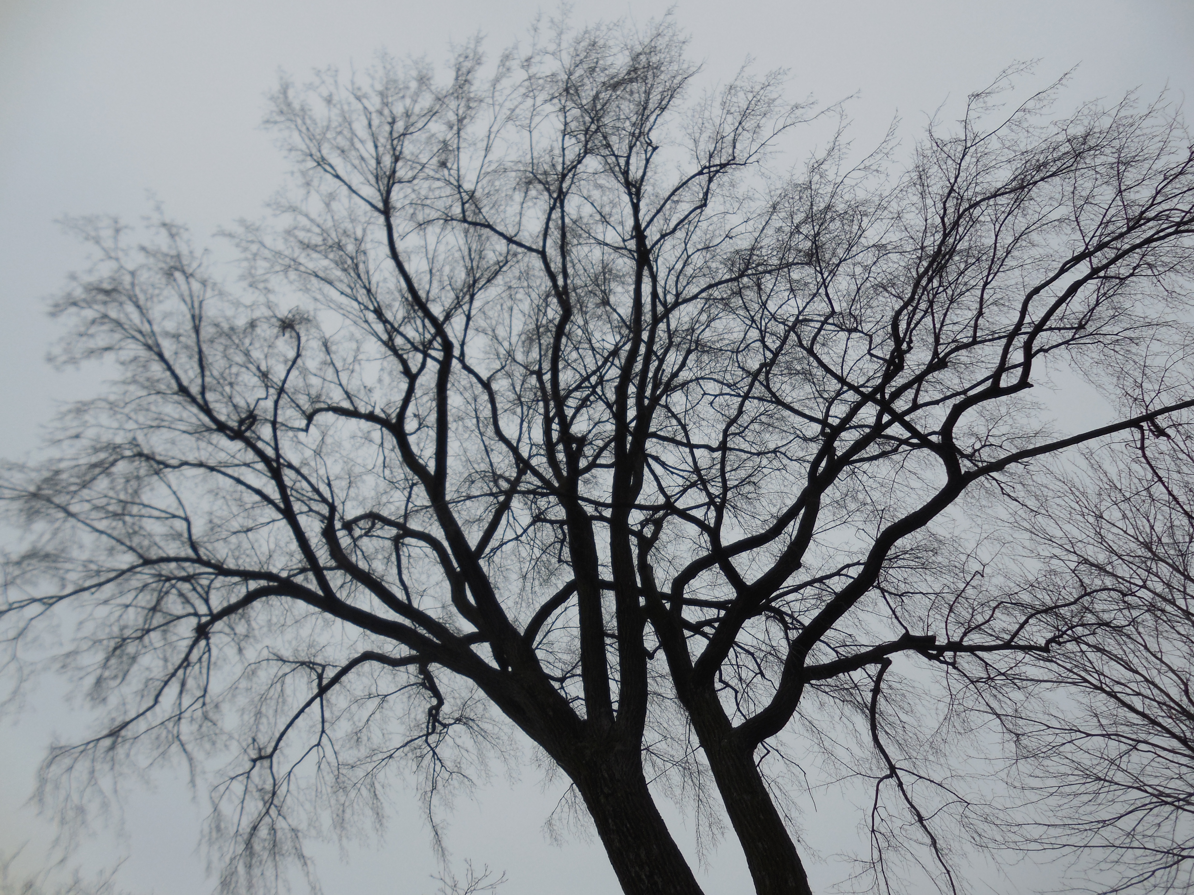 File:A winter tree.JPG - Wikimedia Commons