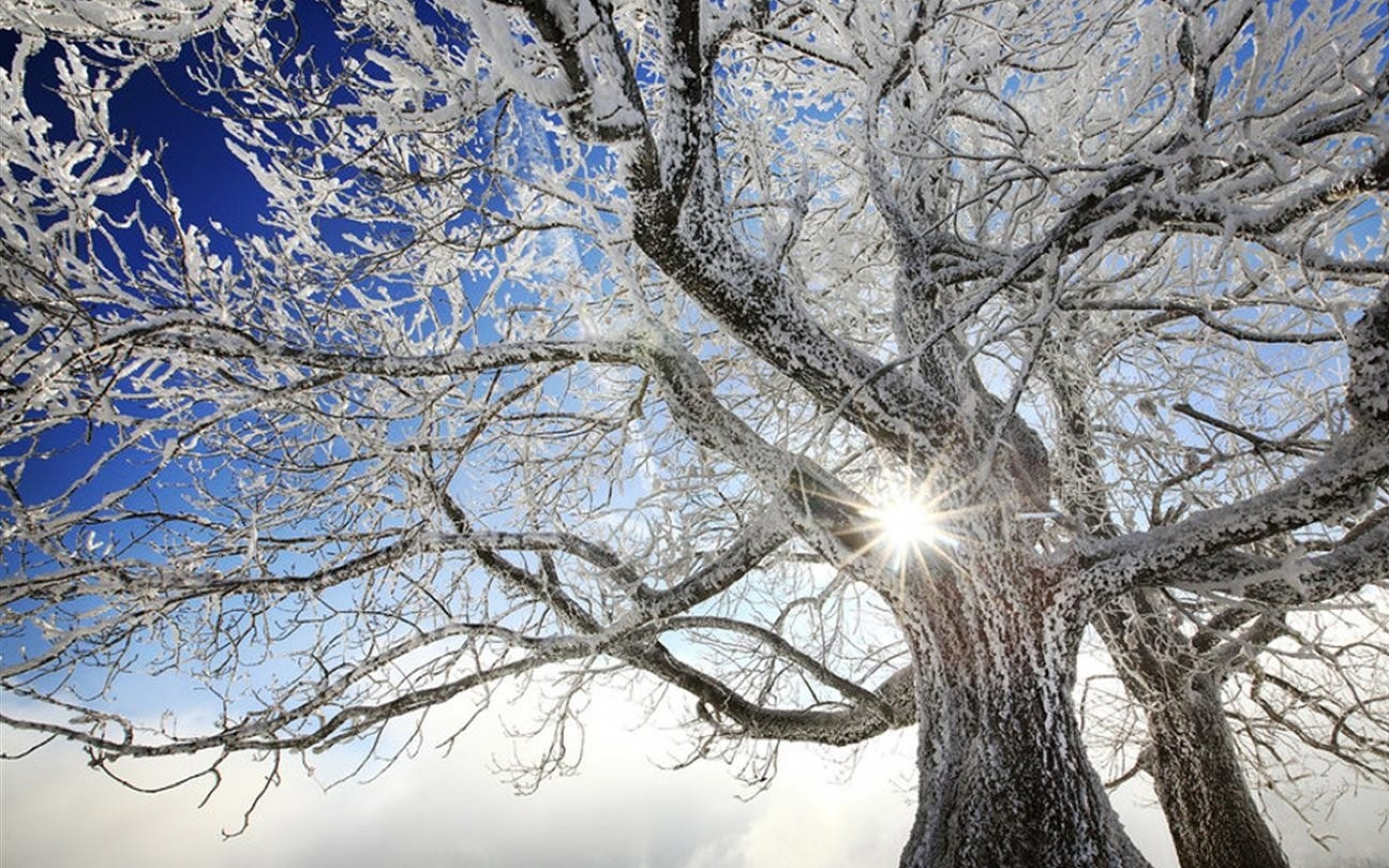 Winter Tree Wallpaper - Wallpapers Browse