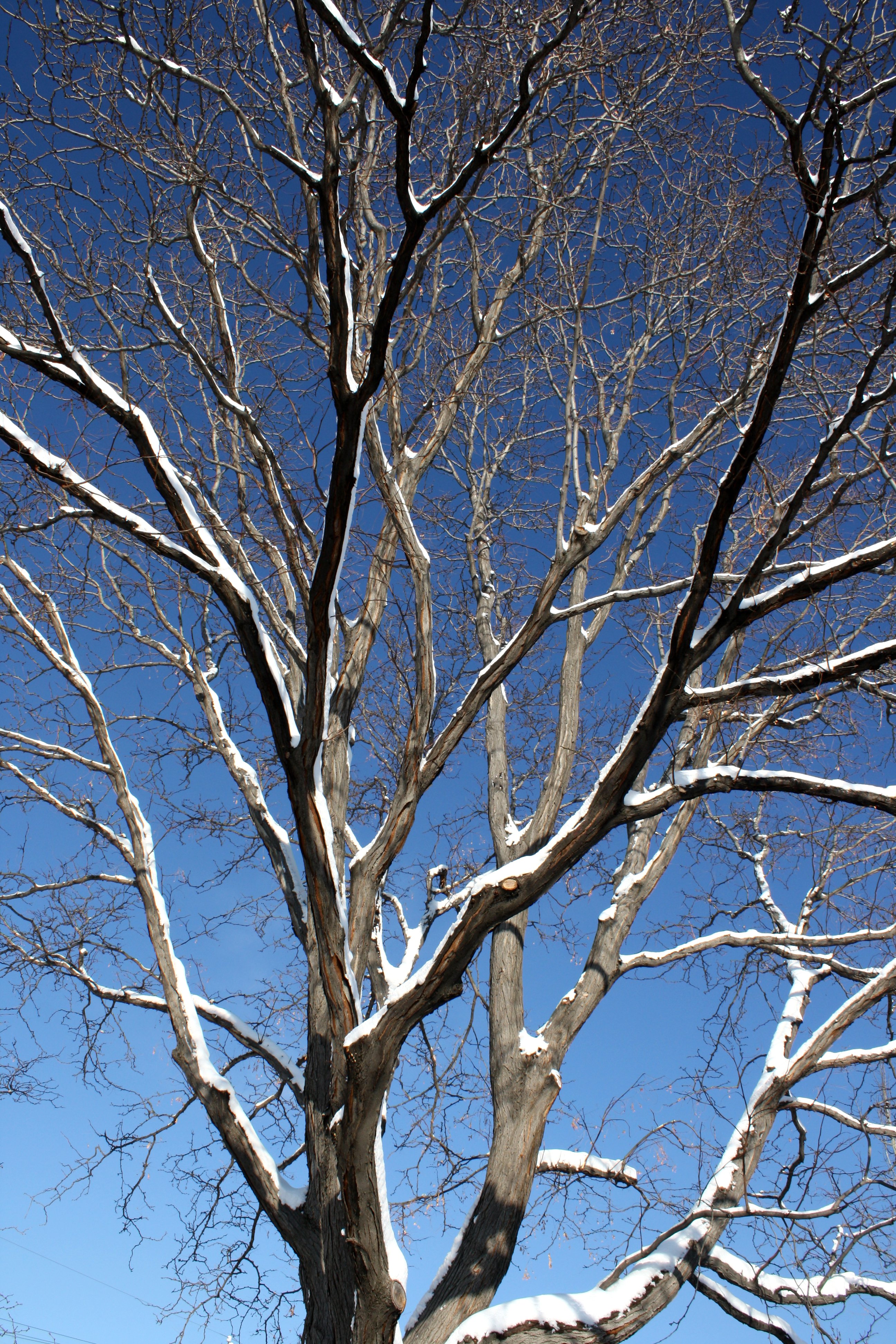 Winter Tree with Snowy Branches Picture | Free Photograph | Photos ...