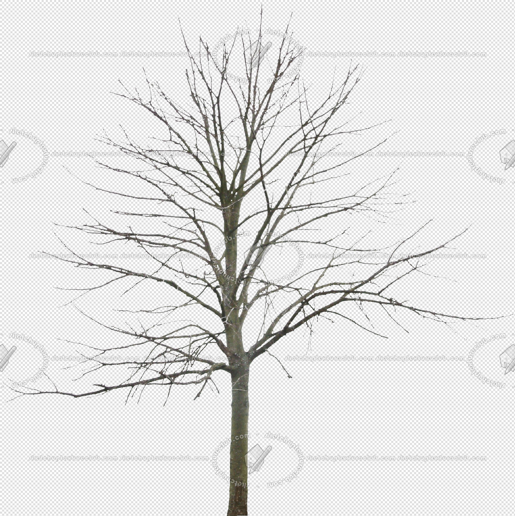 Packs - CUT OUT - Vegetation - Trees - CUT OUT WINTER TREES PACK 2 00039