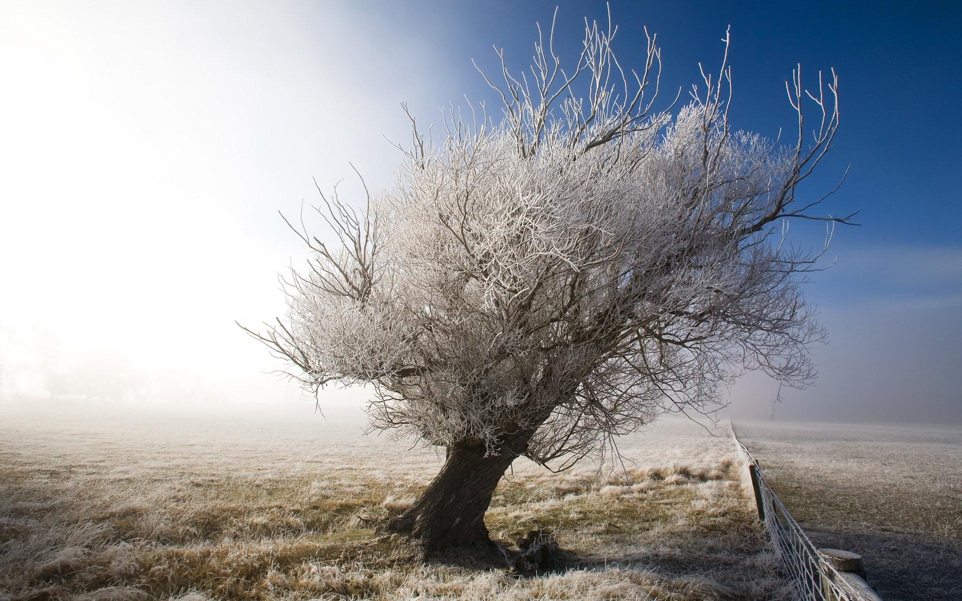 Winter Tree #6916497