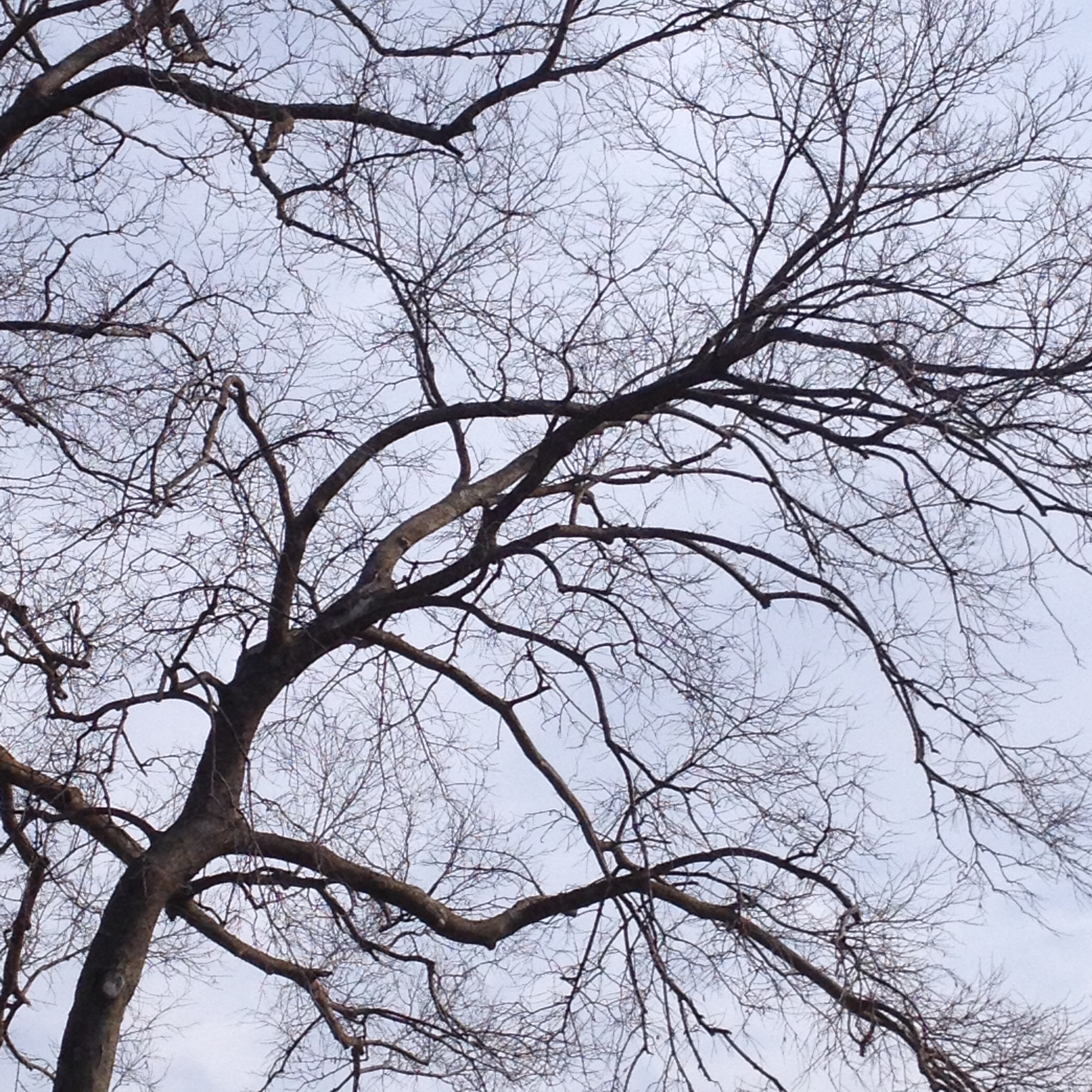 Winter Trees | Barb's Favorites
