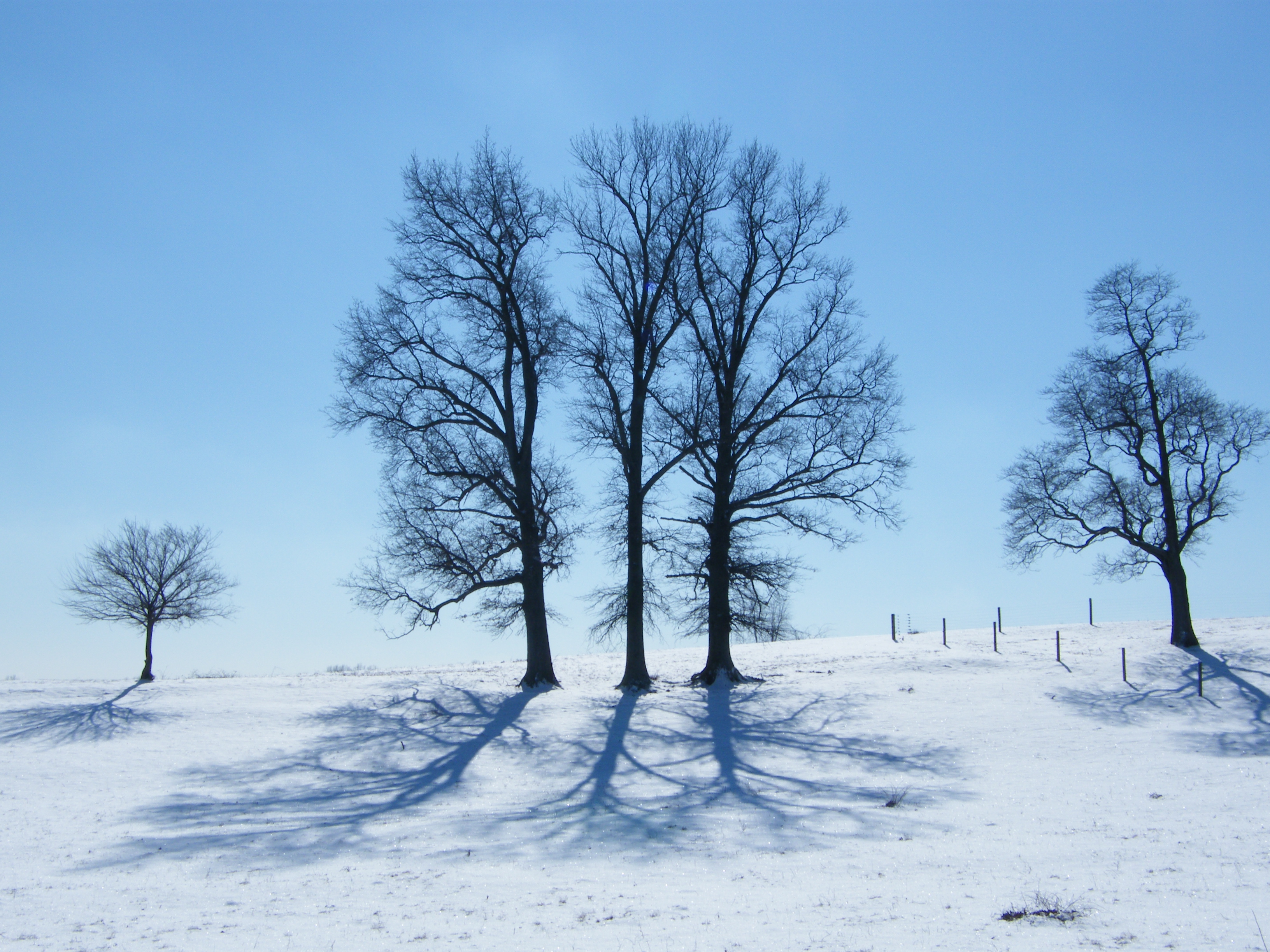 Winter Trees And Shadows - Lessons - Tes Teach