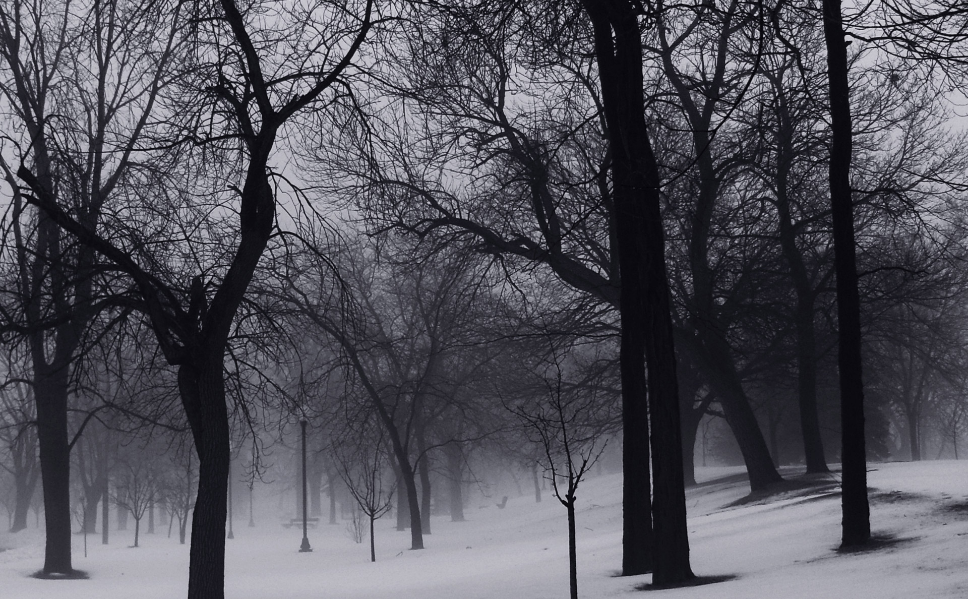 Winter Trees Free Stock Photo - Public Domain Pictures
