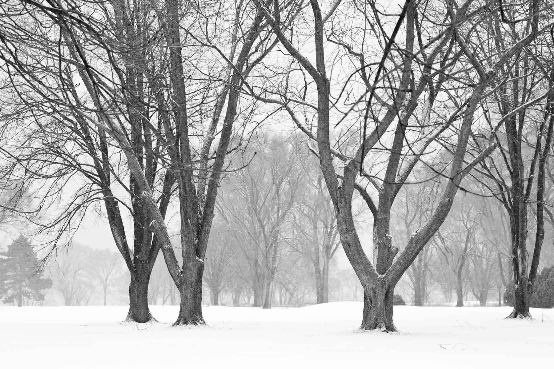 GUSTAVO TOLEDO PHOTOGRAPHY - Winter Trees, 2011 | How I miss snow ...