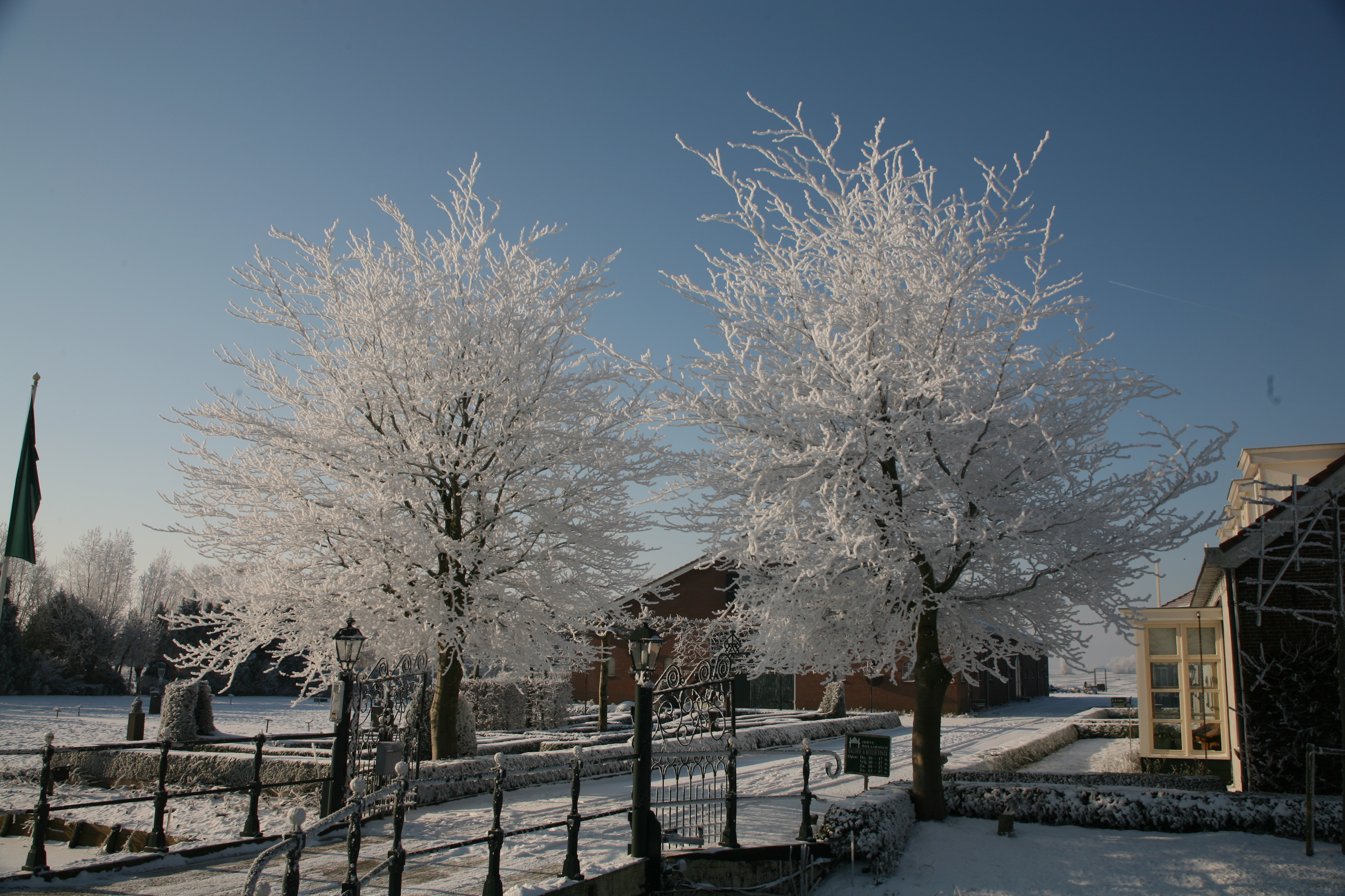 Winter trees photo
