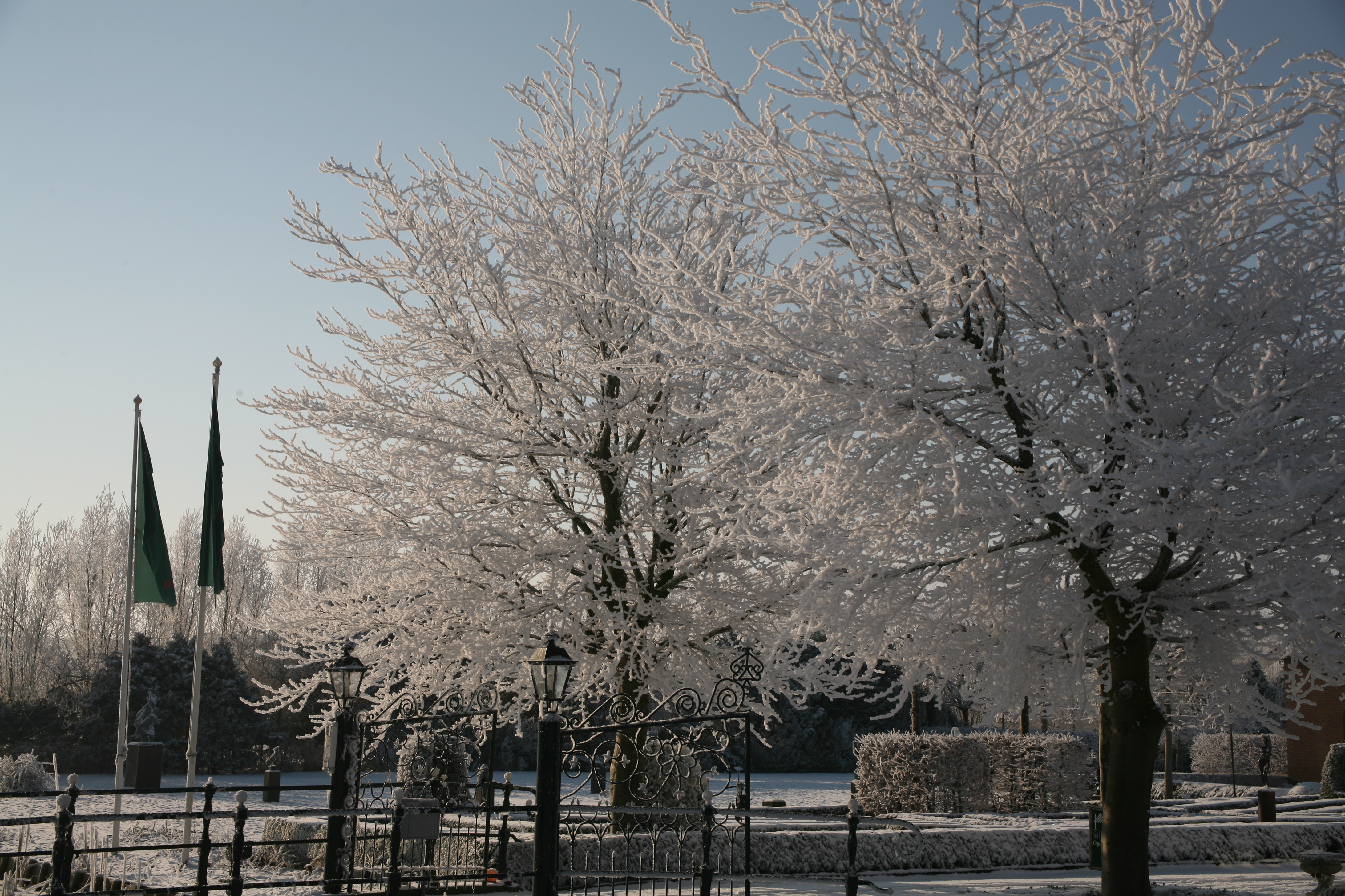 Winter trees photo