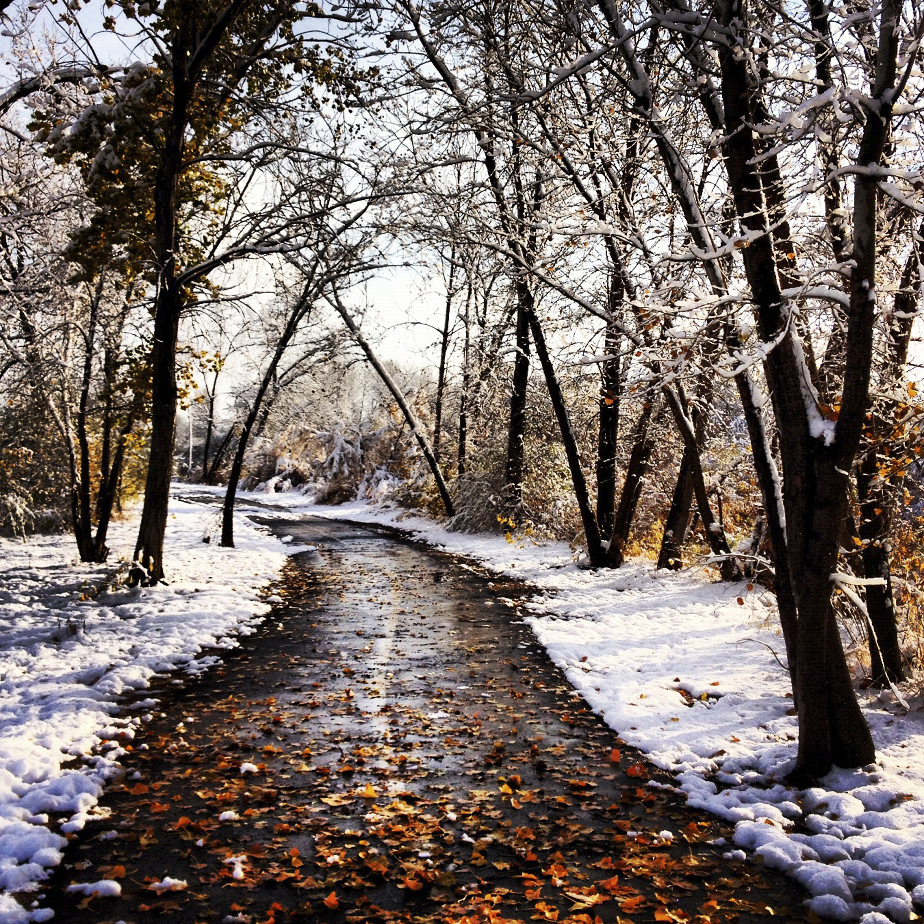 Winter Walk, by Crystal Shull | Precipitation Measurement Missions