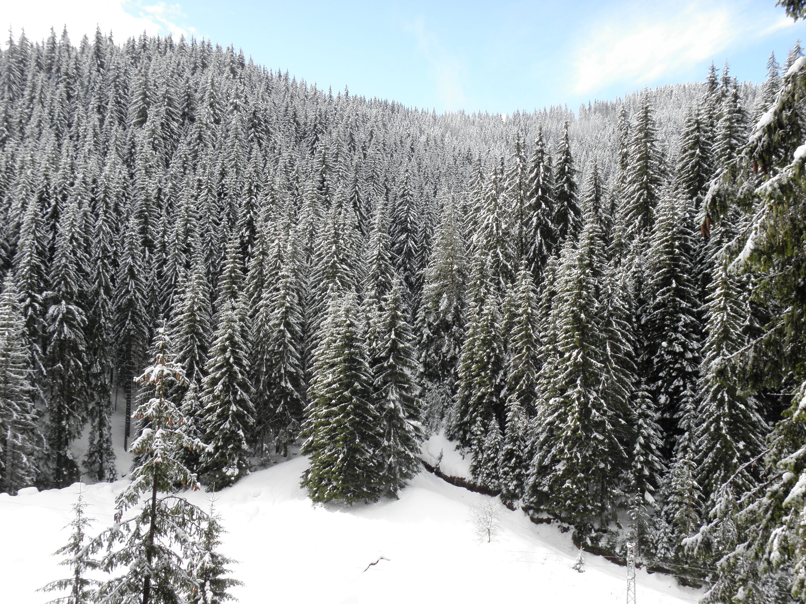 Winter wonderland in central rhodopes photo