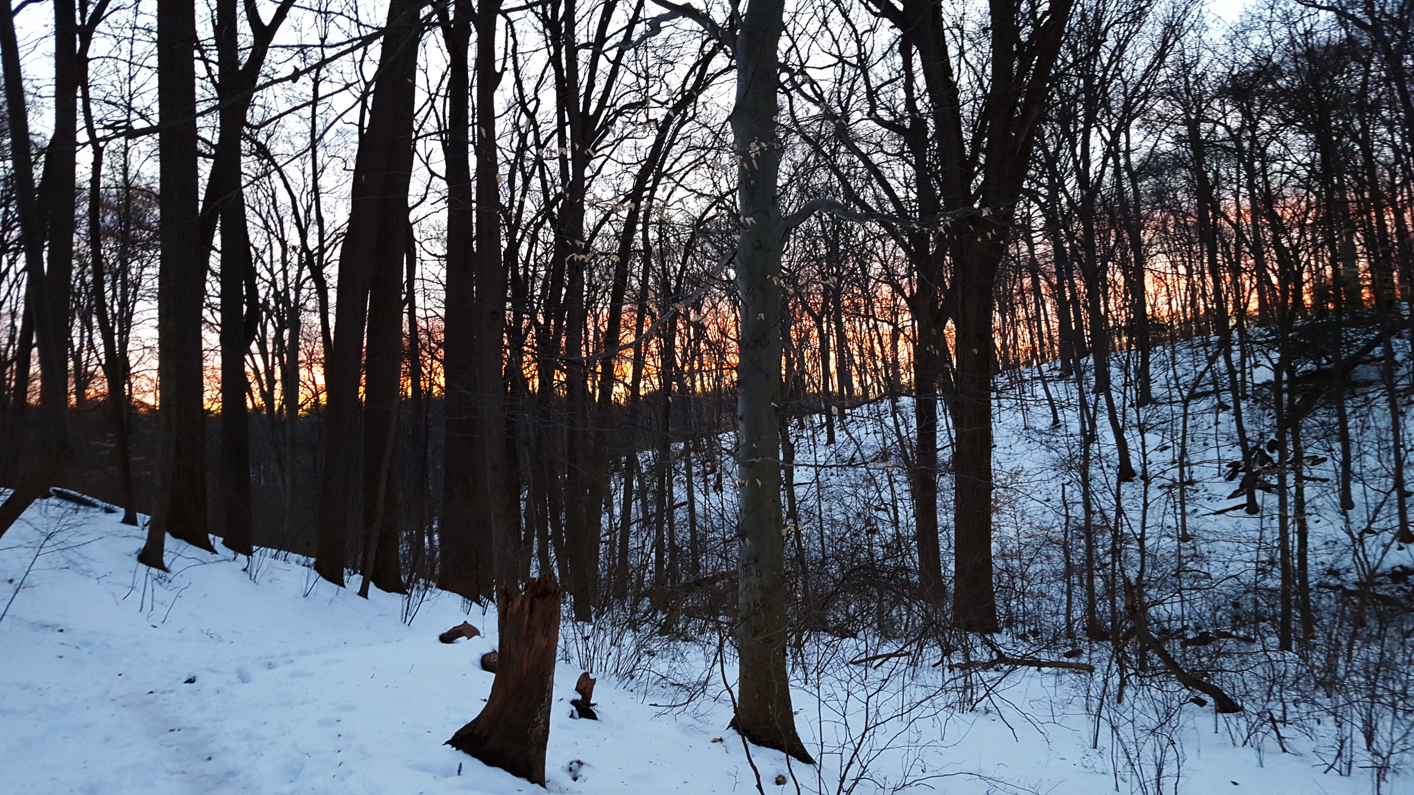 Winter woods photo