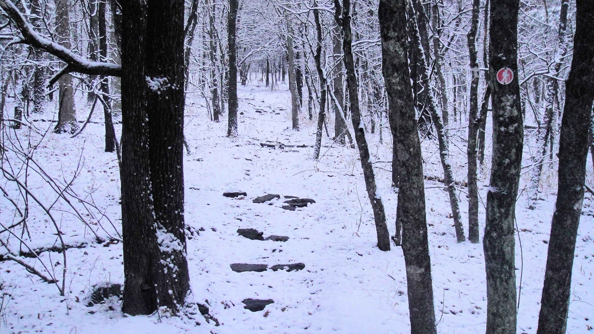 Forest: Trail Overlook Hiking Snow Winter Woods Forest Desktop ...