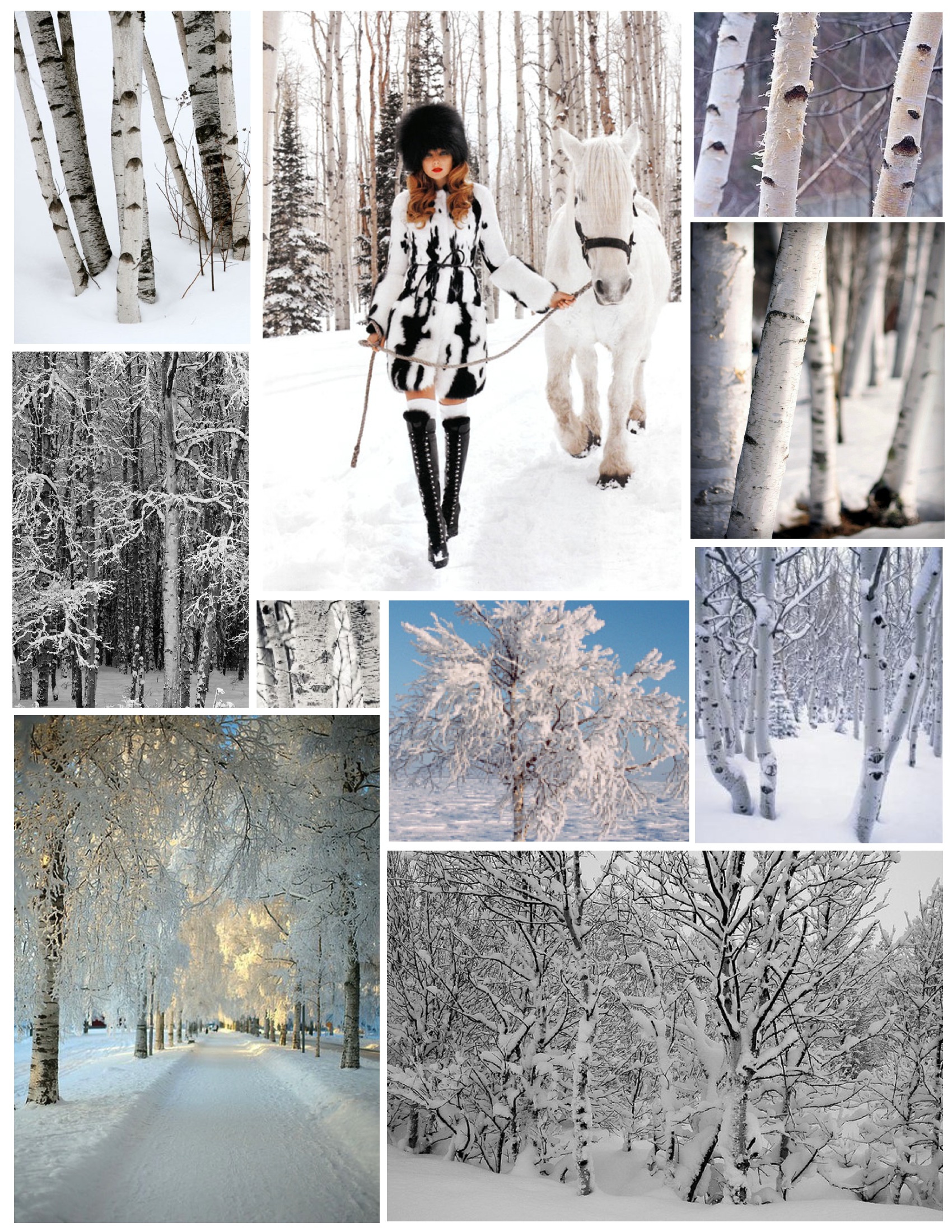 Winter's Splendor: The White Birch Tree In Snowfall | House Appeal