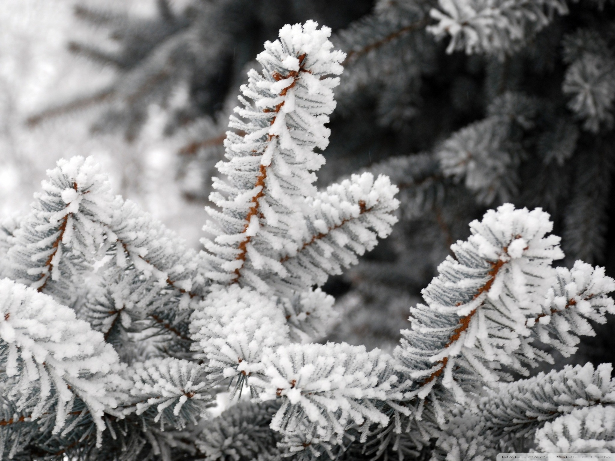 A Close-up Of A Fir Tree Branch Covered With Hoarfrost ❤ 4K HD ...