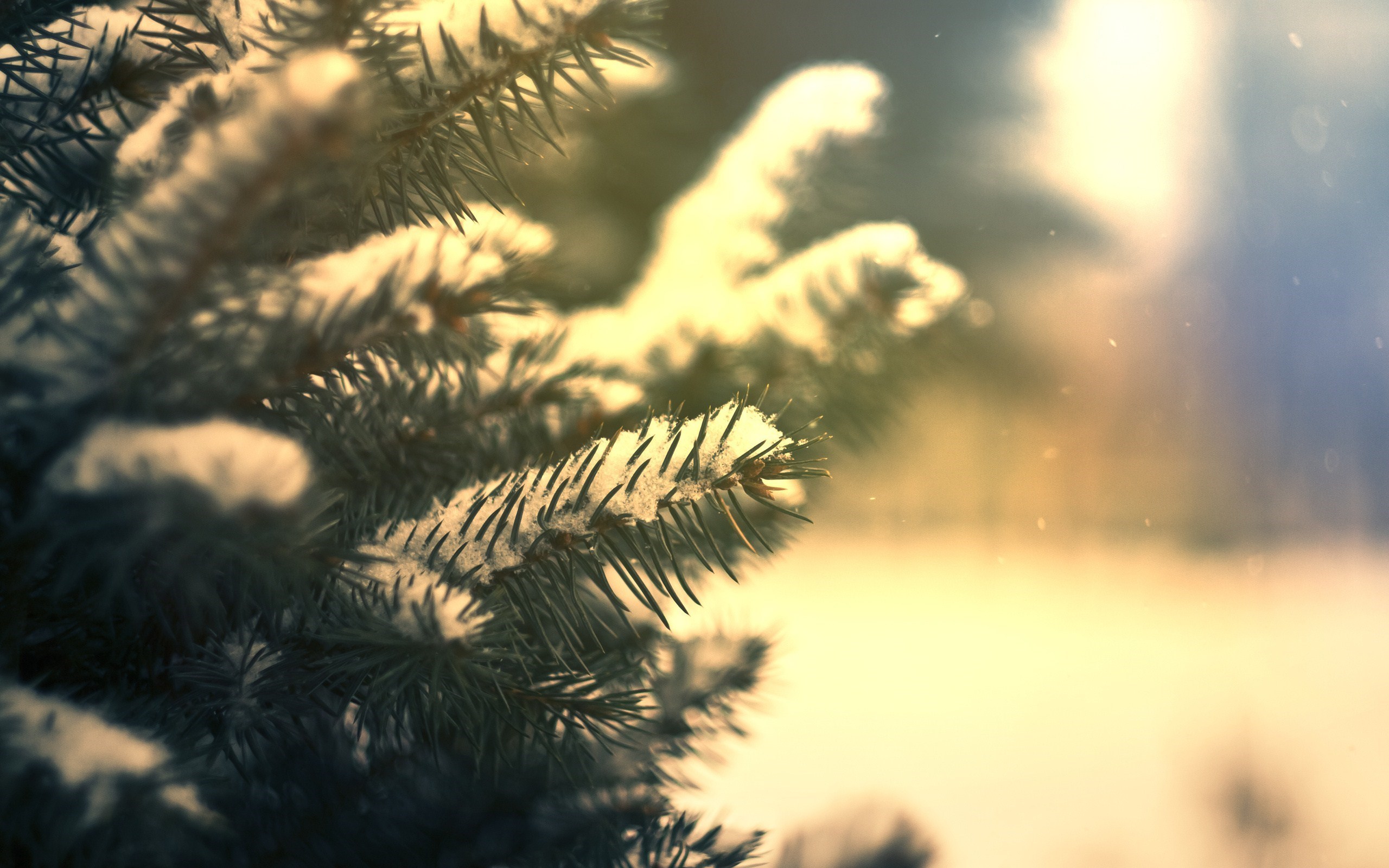 Real Snowflakes Falling Up Clos HD Wallpaper, Background Images