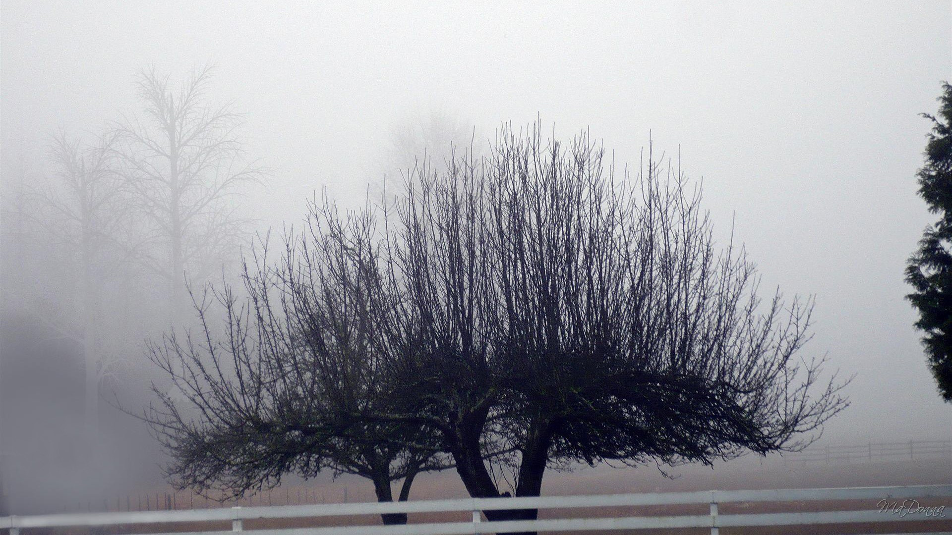 Winter: Gray Tree Washington Fog Field Firefox Winter Persona Trees ...