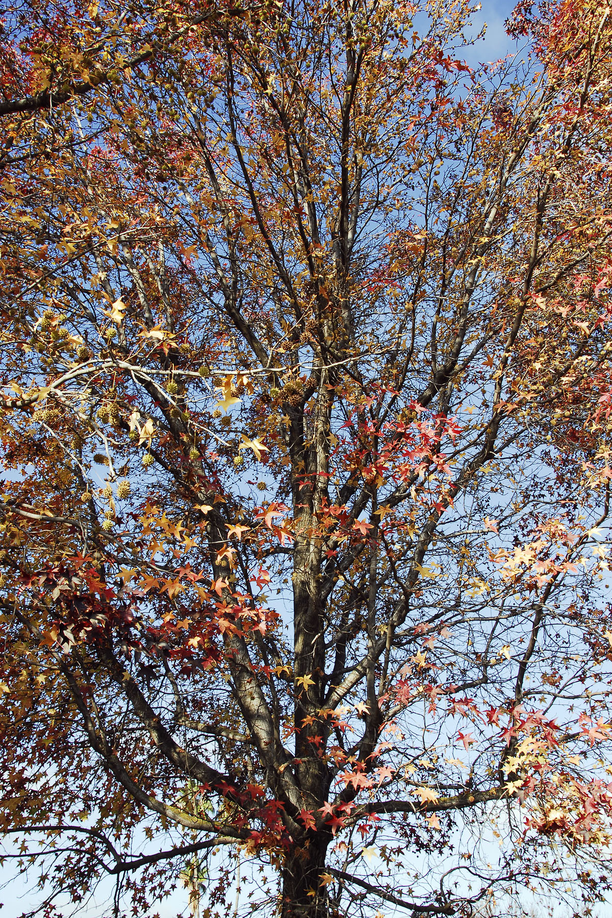 Winter's tree (color version) photo