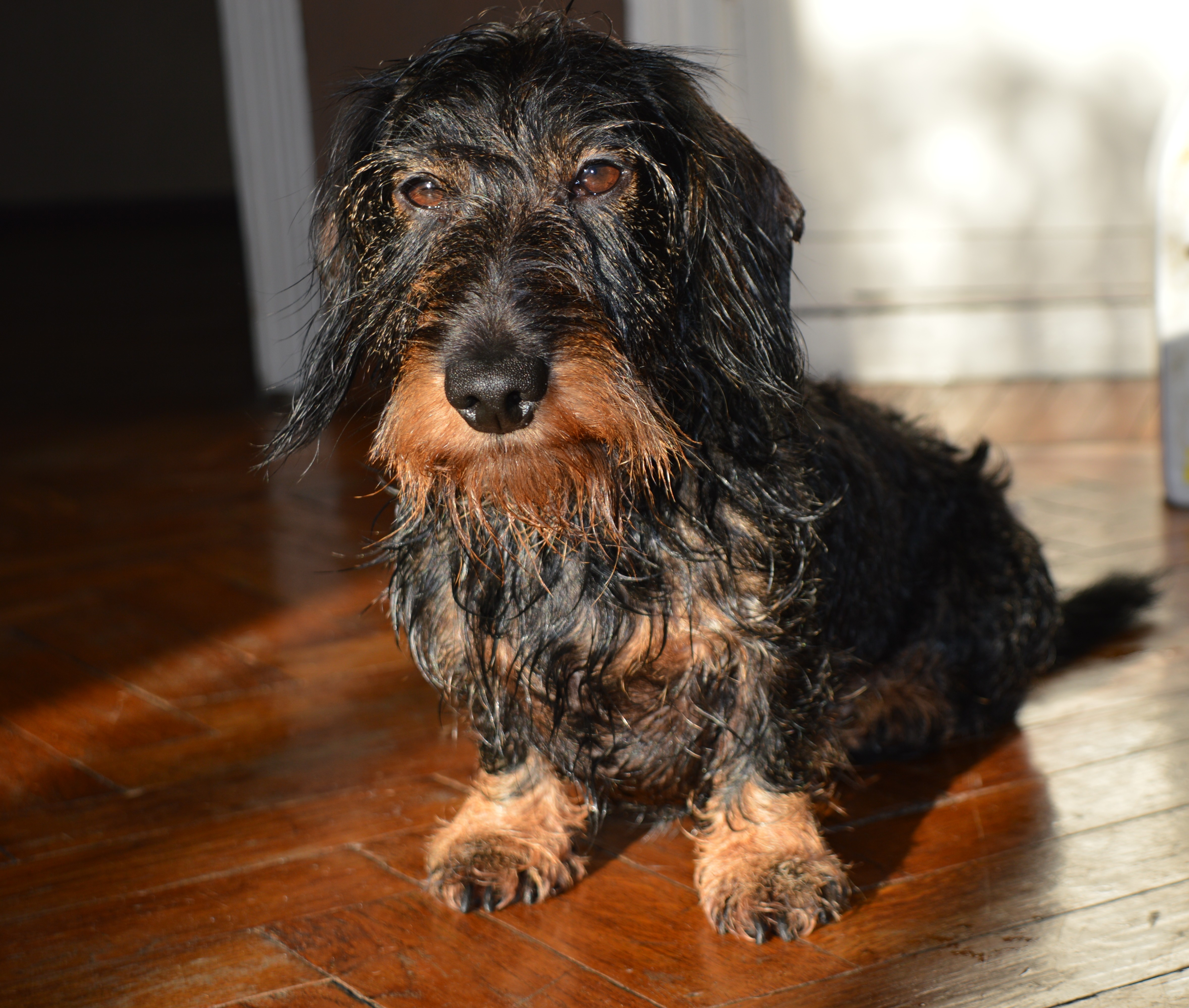 Miniature Wire Haired Dachshund - Wet Dog