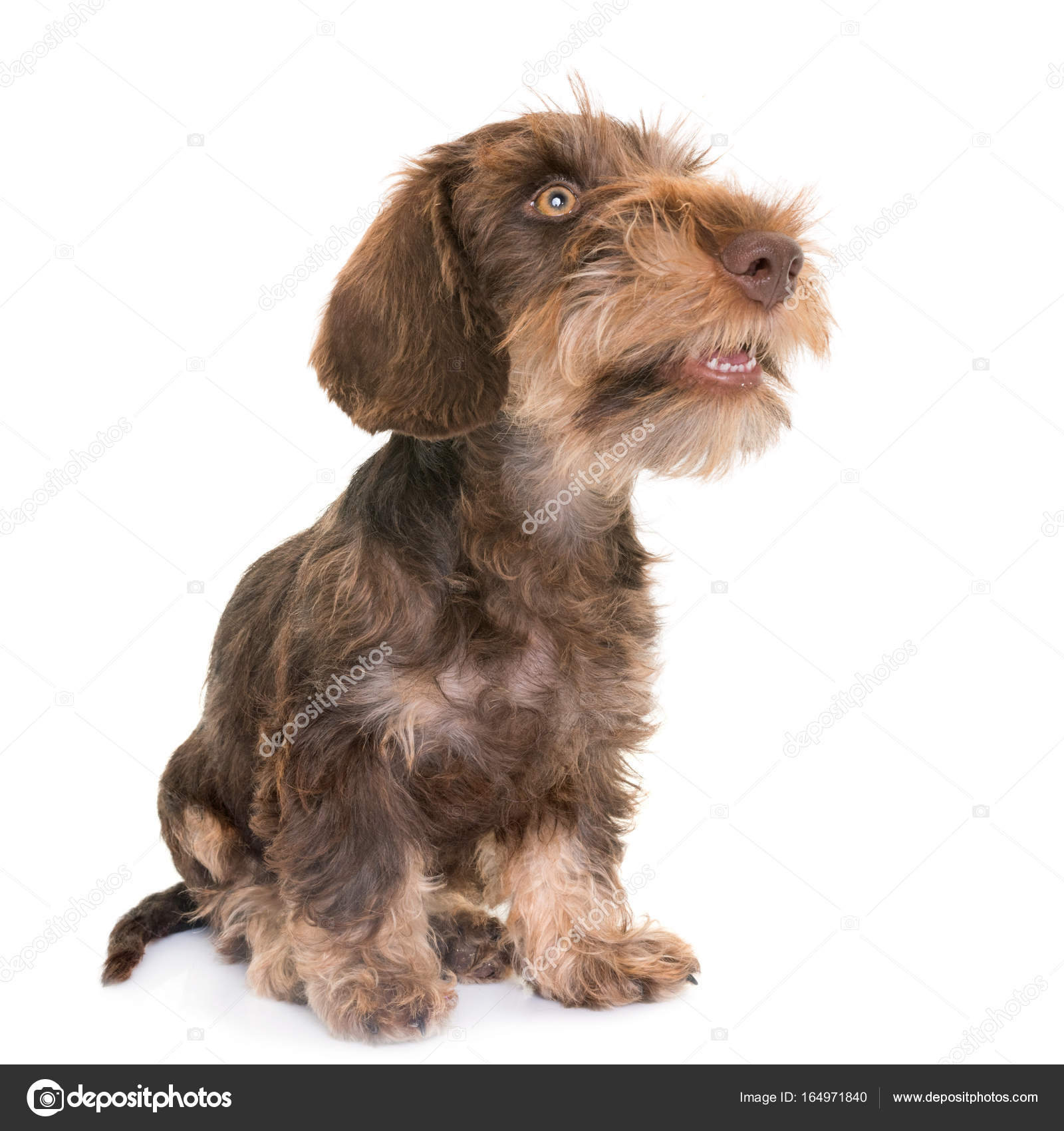 puppy Wire-haired Dachshund — Stock Photo © cynoclub #164971840
