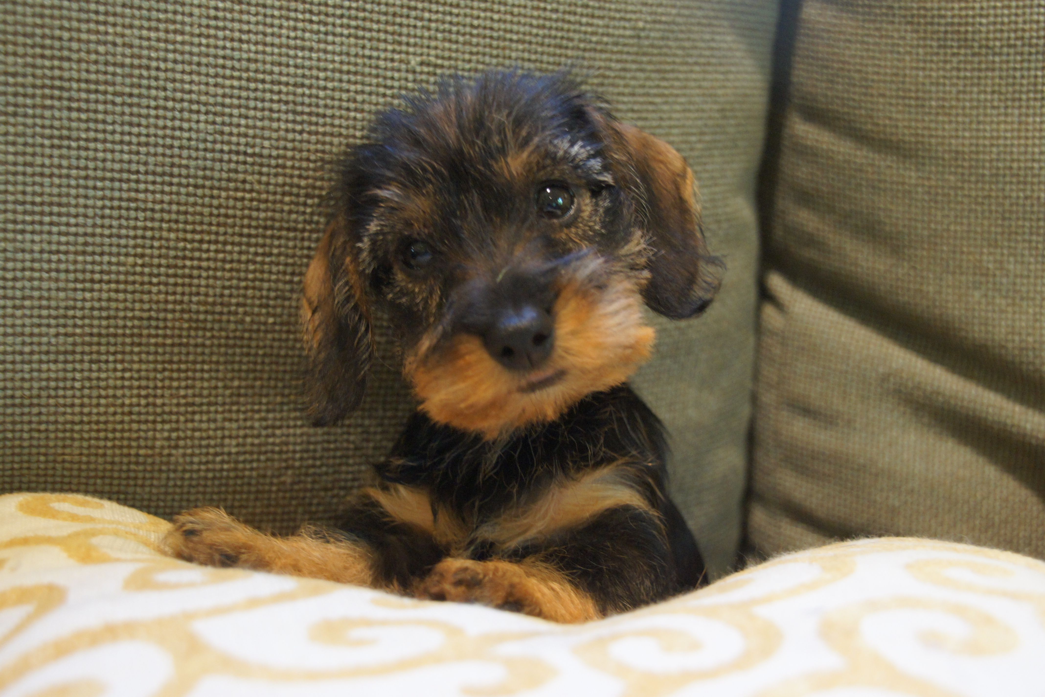 Breeder of miniature wirehaired dachshunds AKC and DTK registered ...