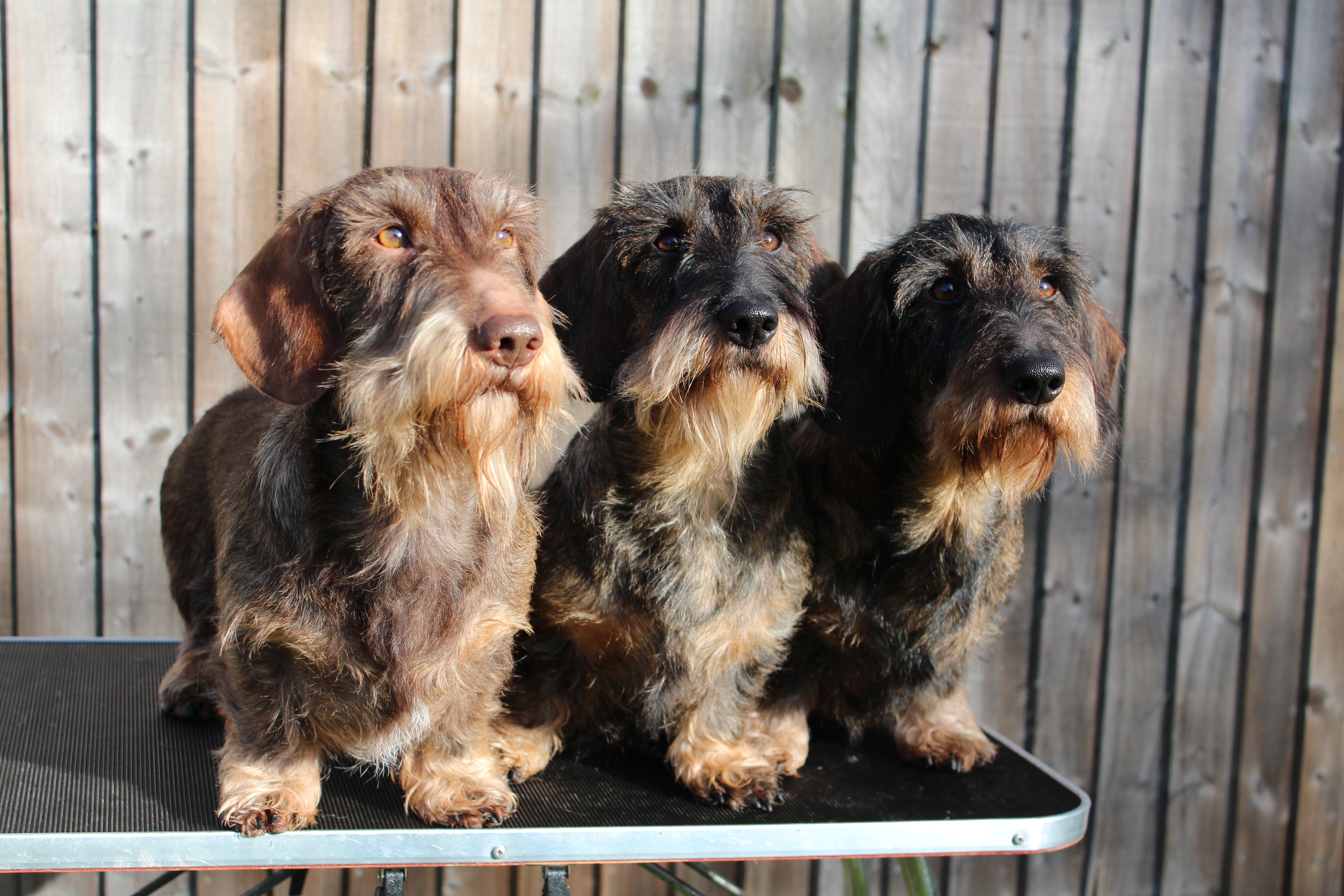 Sunsong Wirehaired Dachshunds – Crufts 2015 Team Photo | Sunsong.co.uk