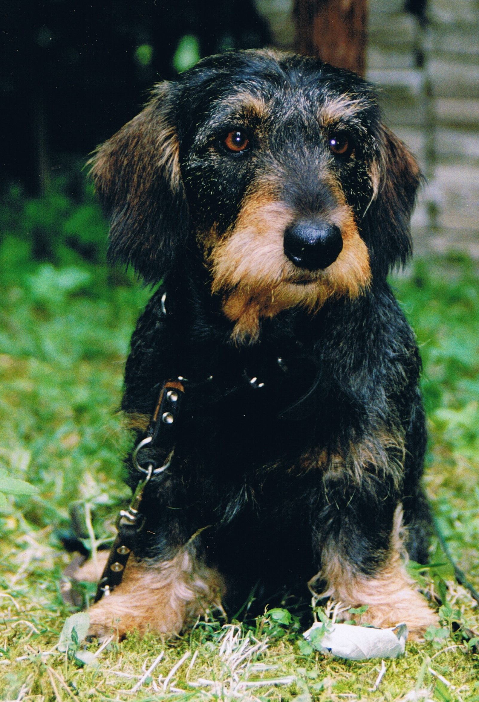 Rabbit Dachshund Wire-haired Breed Information: History, Health ...