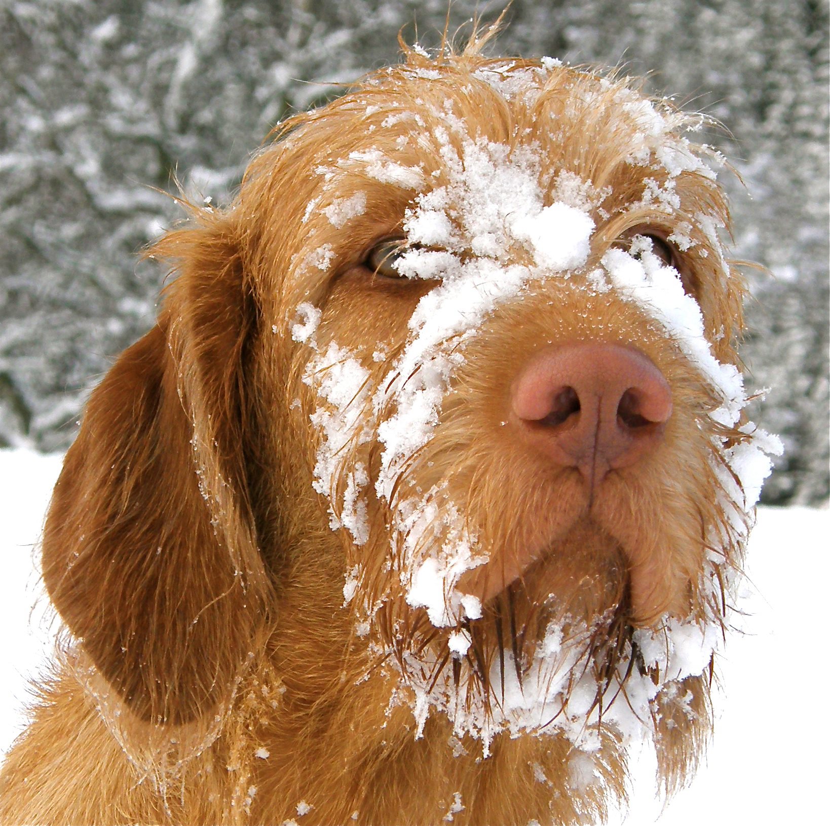 Cute Wirehaired Vizsla dog with snow face photo and wallpaper ...
