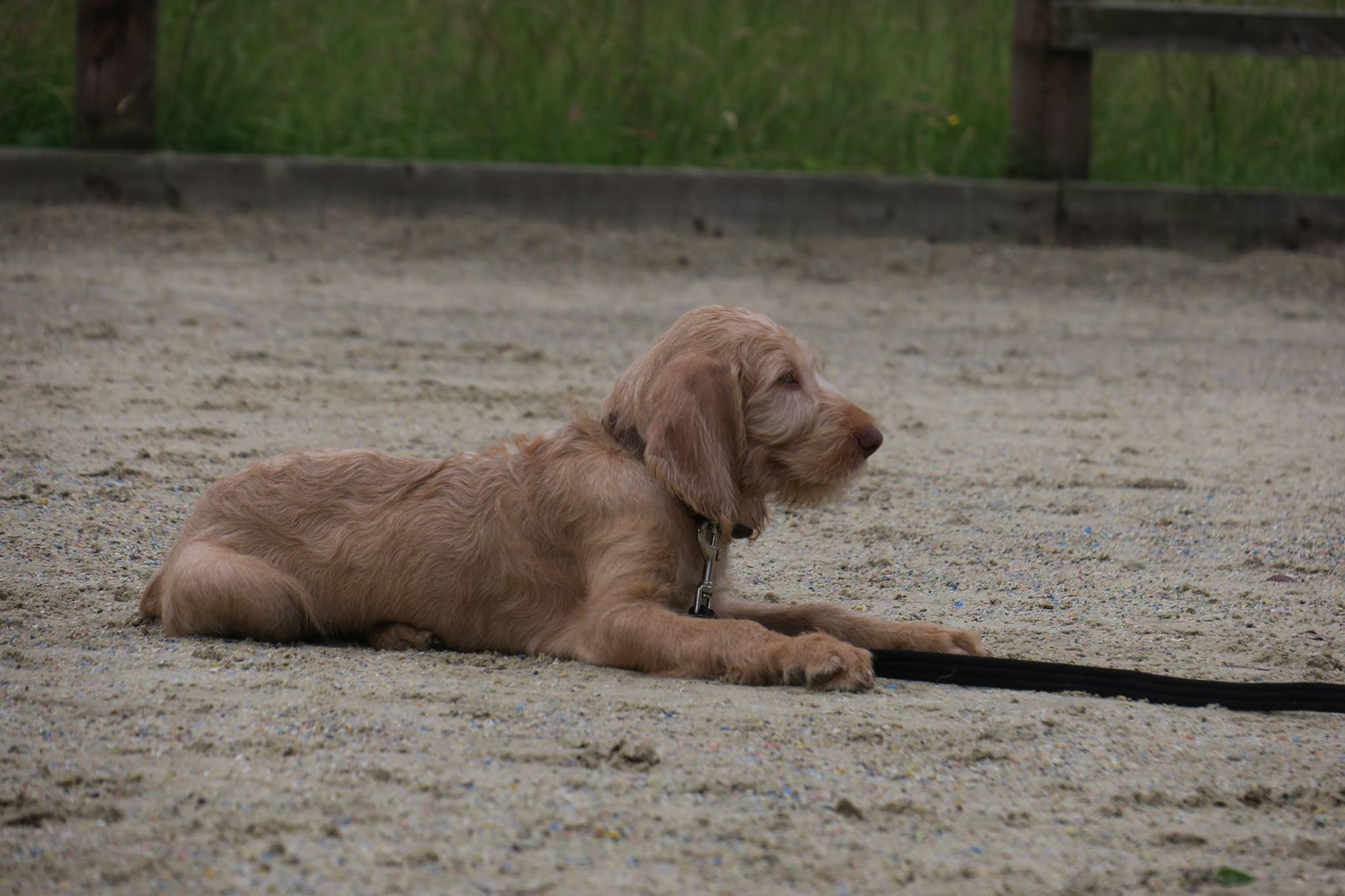 Obi - Hungarian Wirehaired Vizsla Puppy - 2 Weeks Residential Dog ...