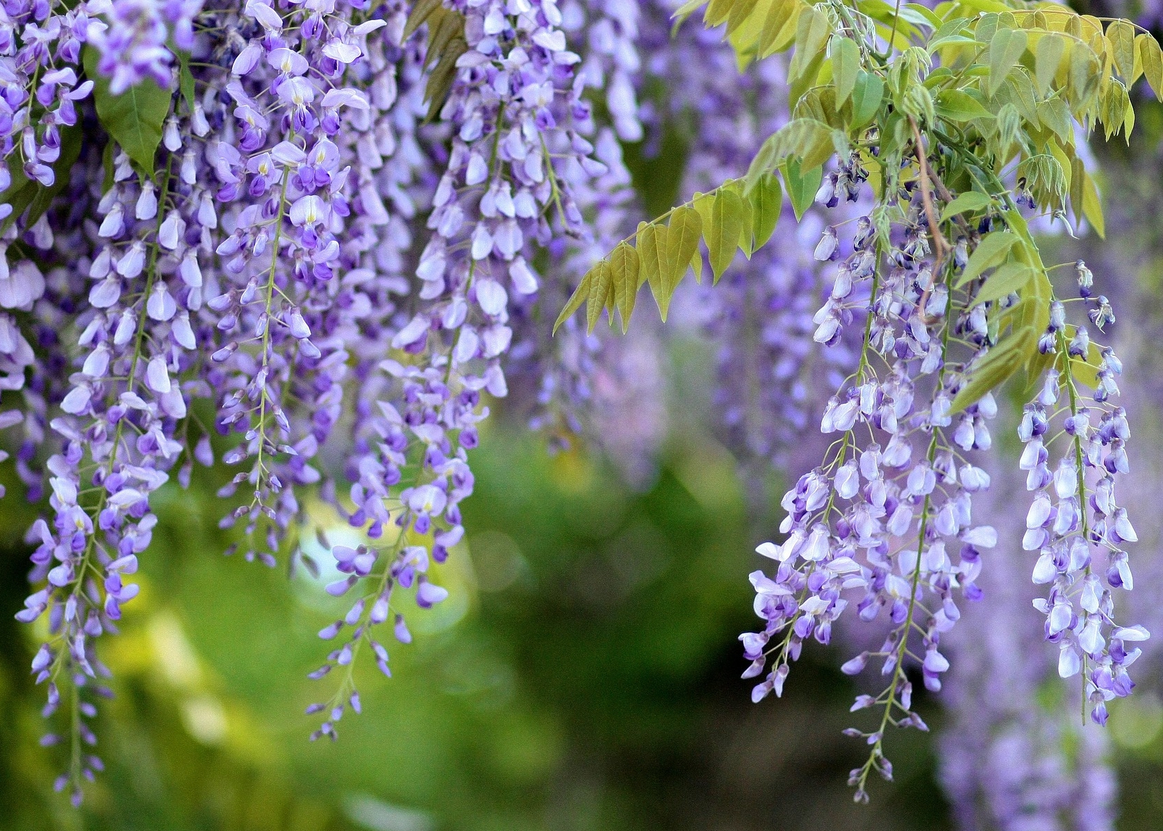 Wisteria: How to Plant, Grow, and Care for Wisteria Vines | The Old ...