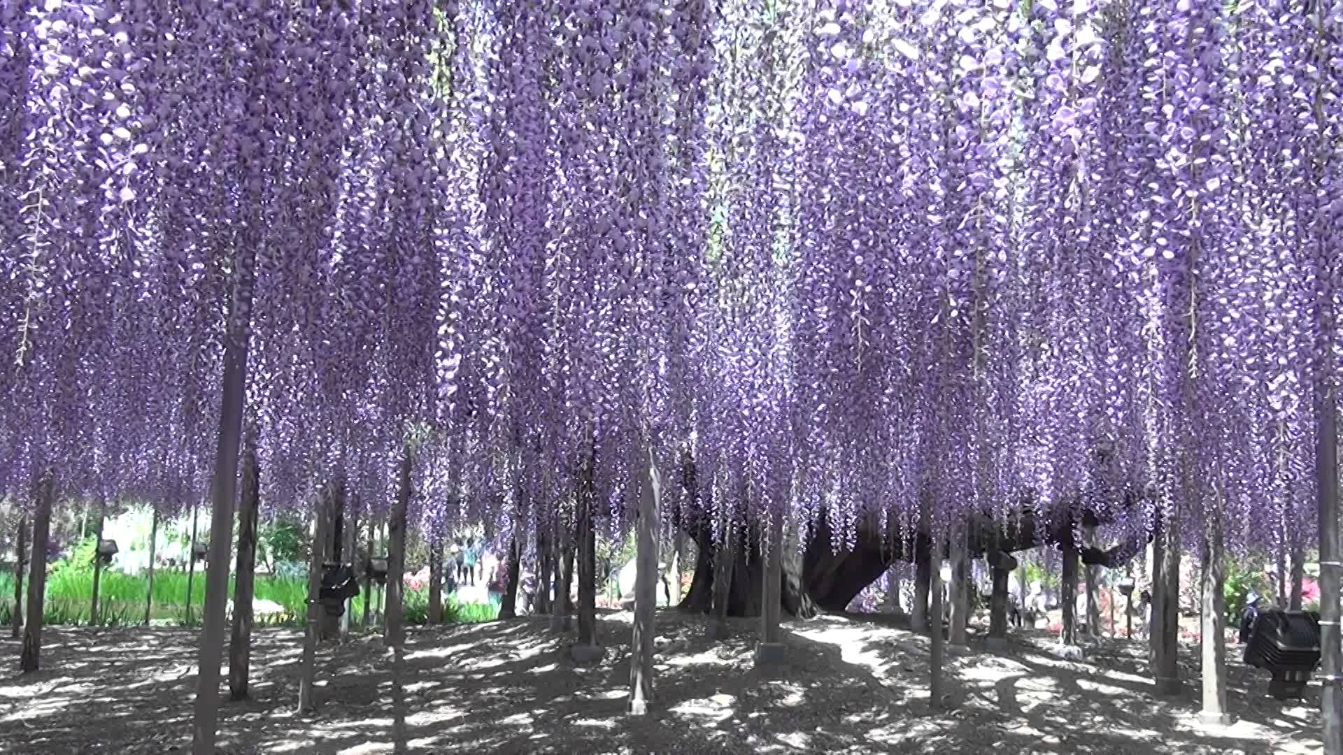 145 year old Wisteria tree in Ashikaga Park. - YouTube
