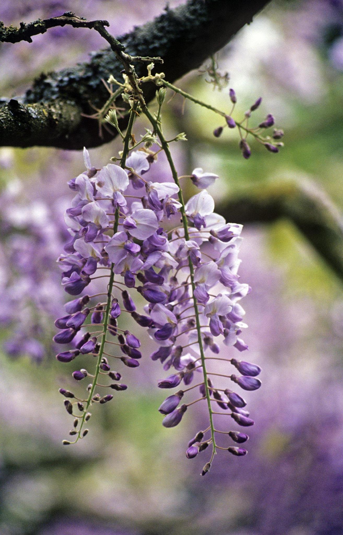 Gardening: Should you fertilize wisteria to help it bloom? - The ...