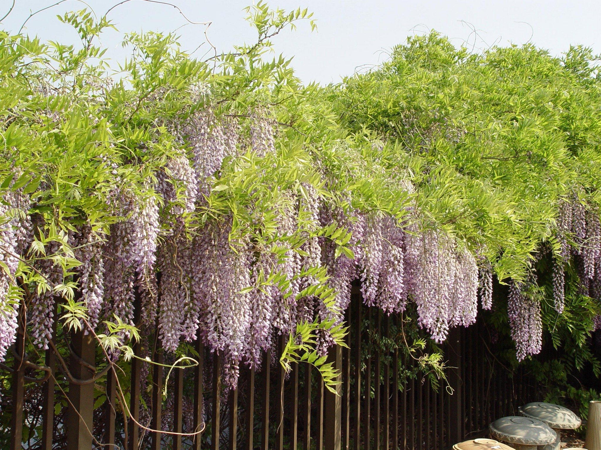 Moving a wisteria | PennLive.com