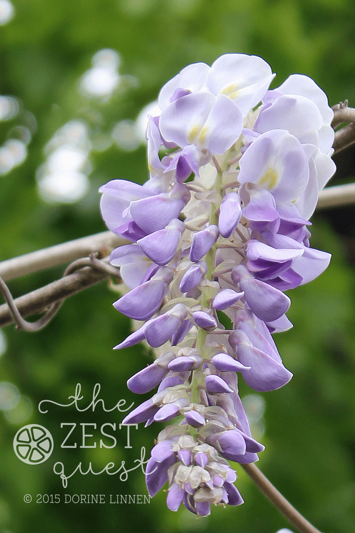 Wisteria Hysteria - plant love gone bonkers - The Zest Quest