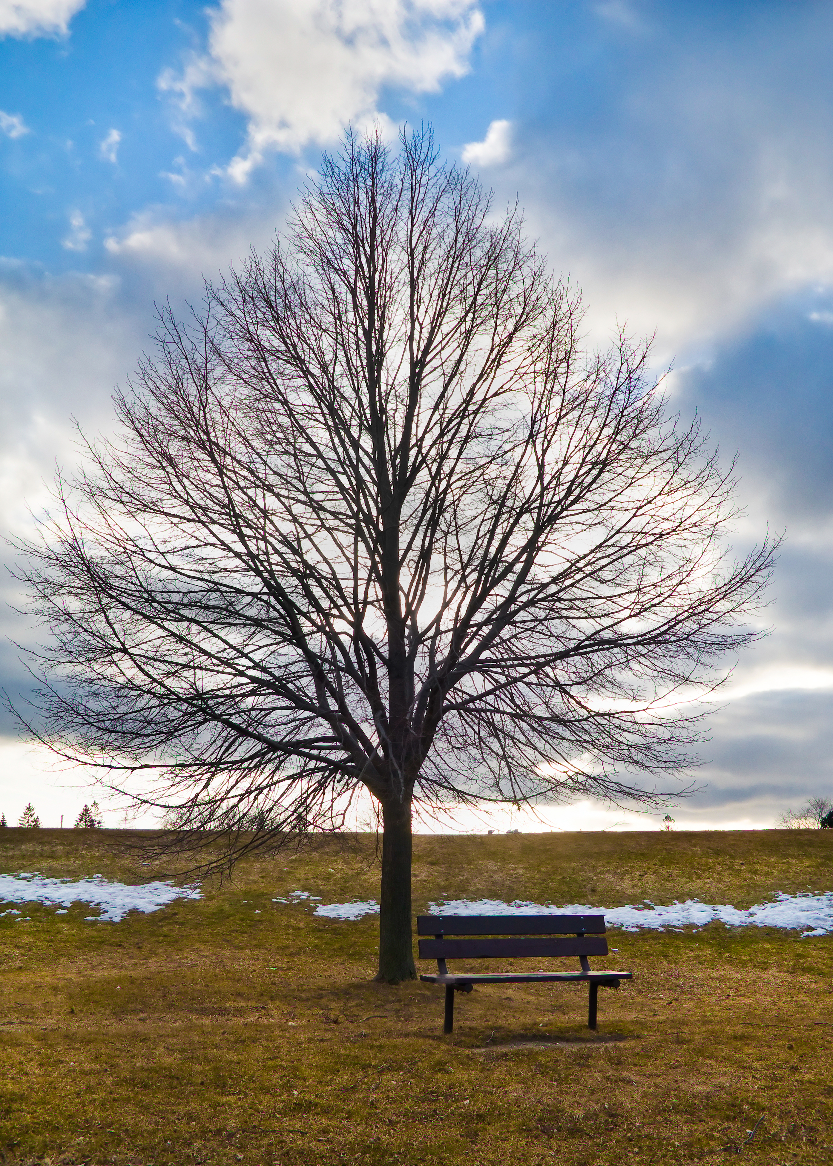 File:Tree and bench at Farquharson Park in Scarborough.jpg ...