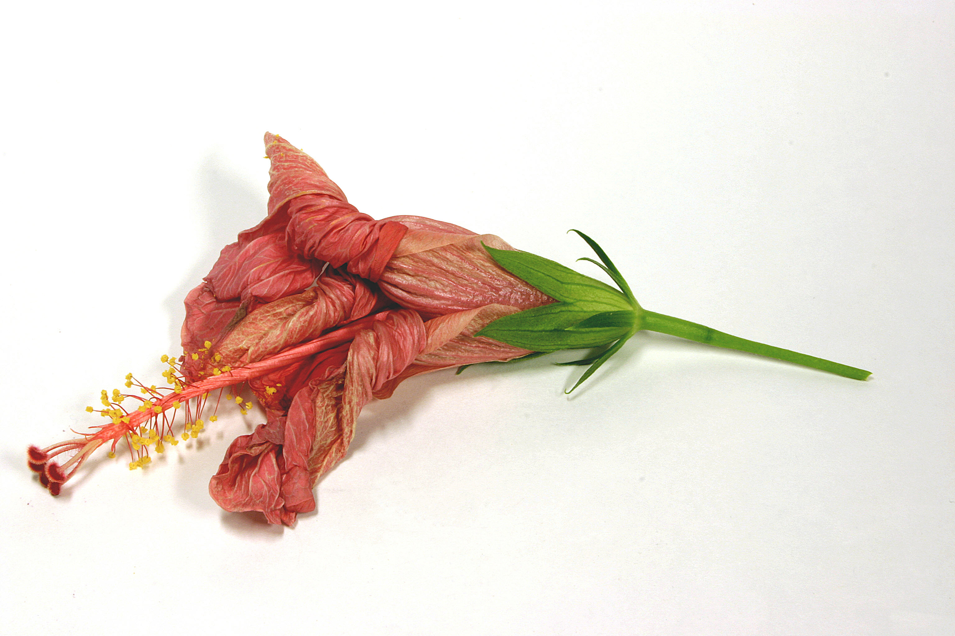 File:Withered Hibiscus Blossom.jpg - Wikimedia Commons