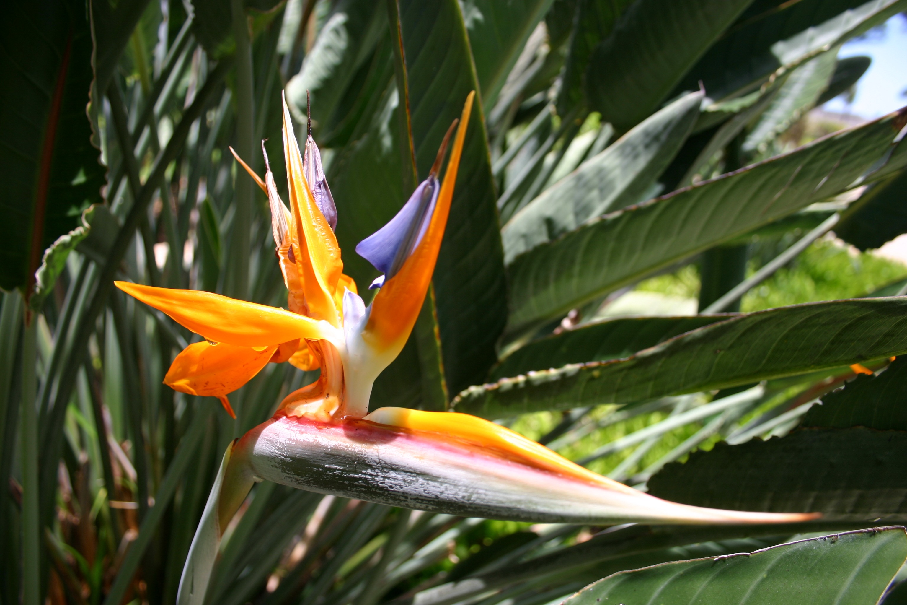 Free Images : nature, leaf, jungle, botany, hawaii, yellow, flora ...