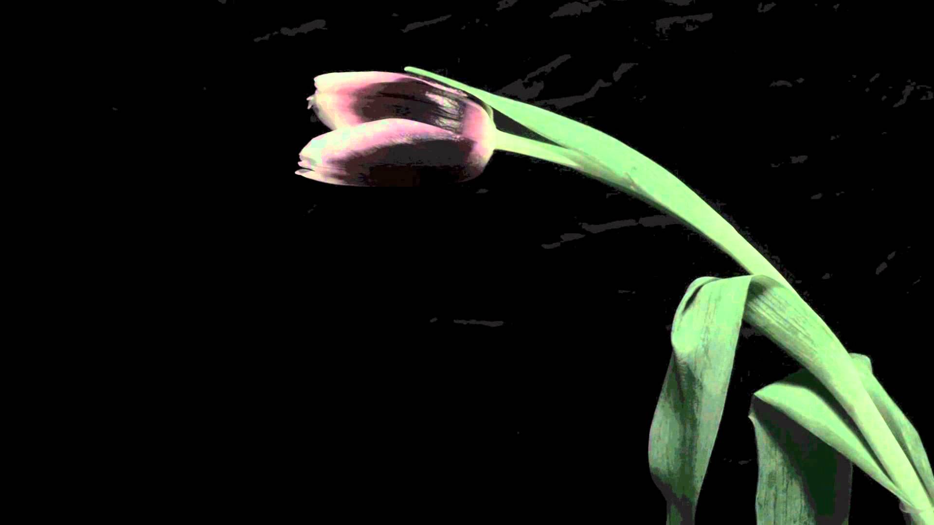 100 seconds of withering (100 секунд увядания) - time lapse flower ...