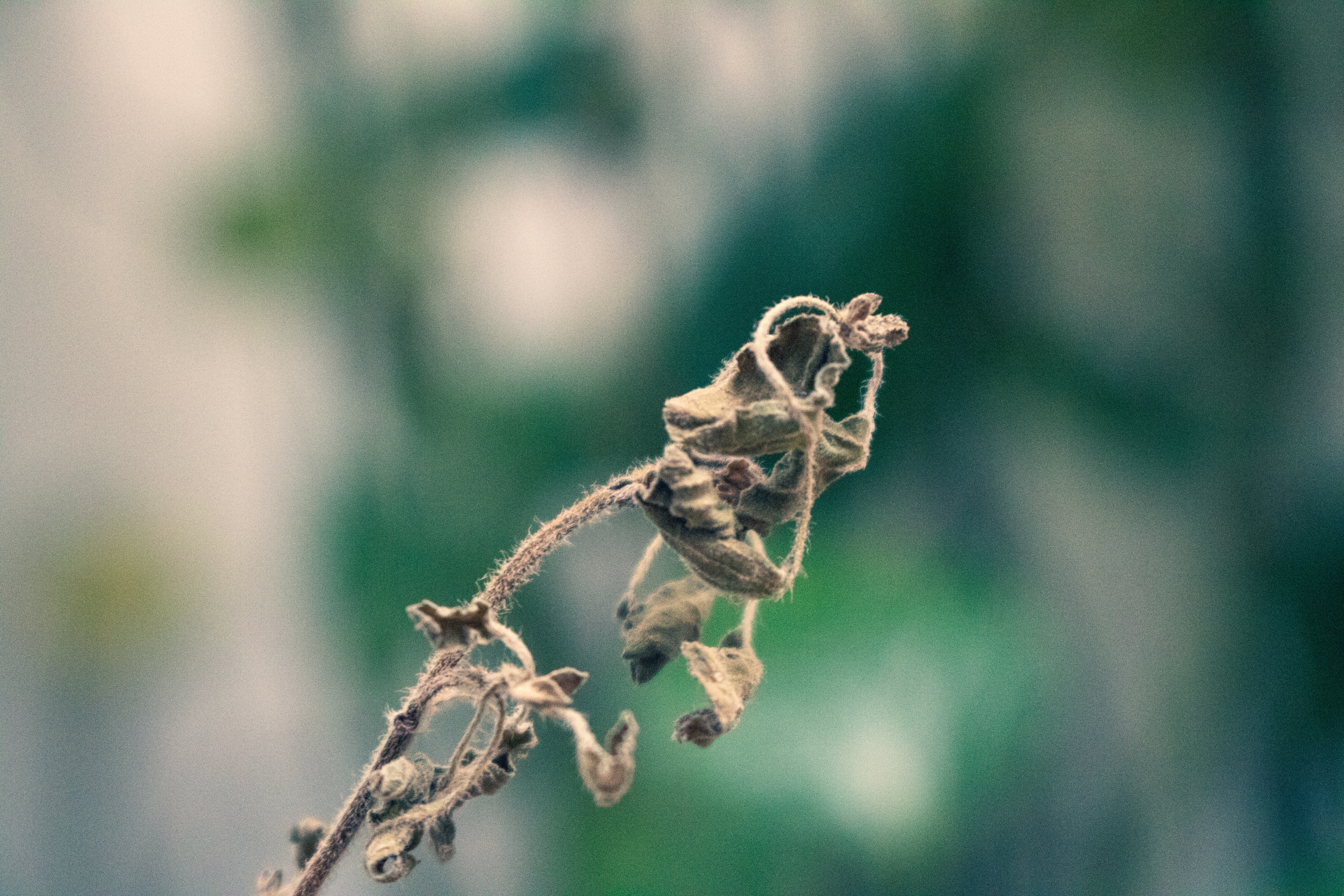 Withered flower photo