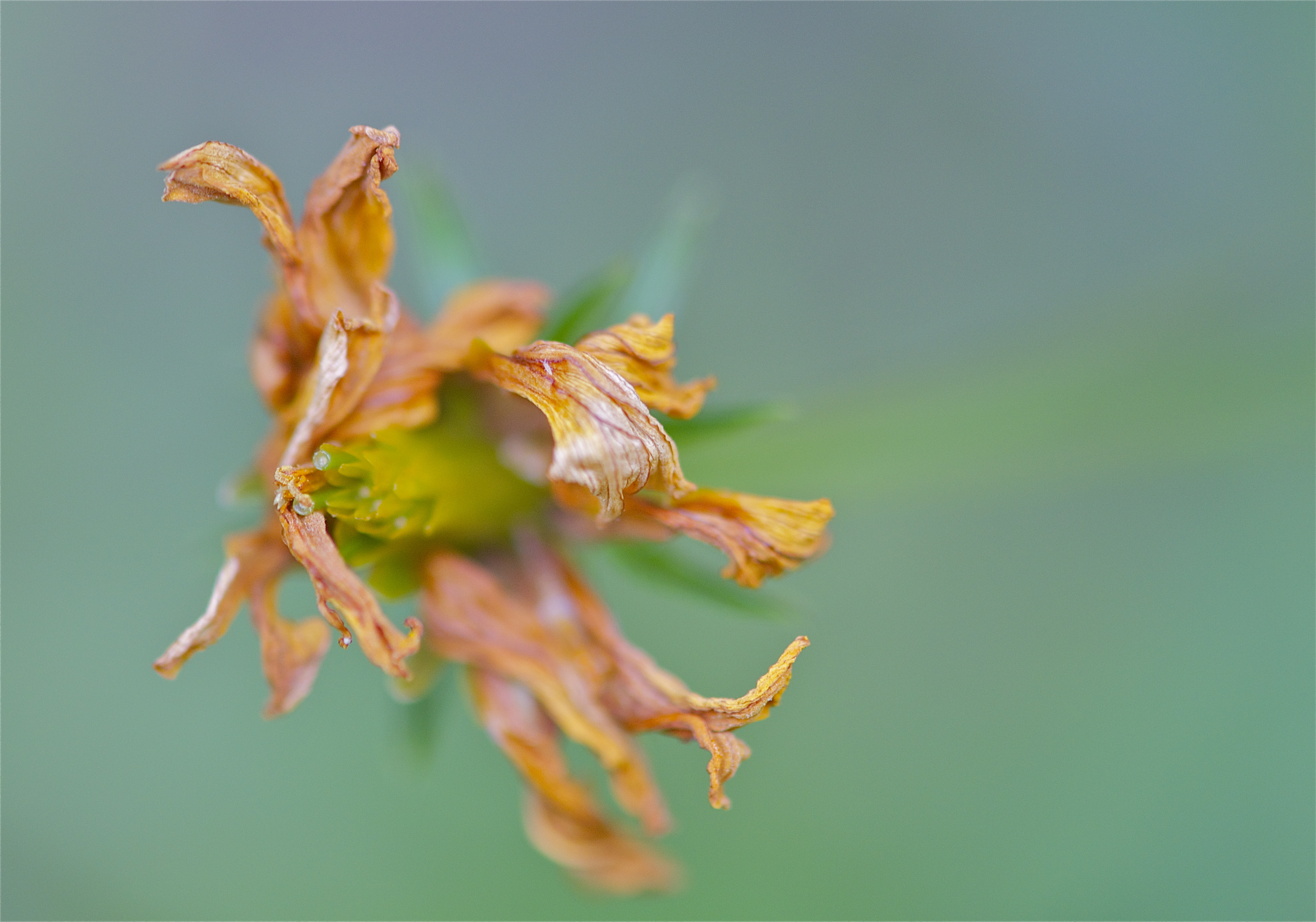withered flower | Pops & Mojo Photos