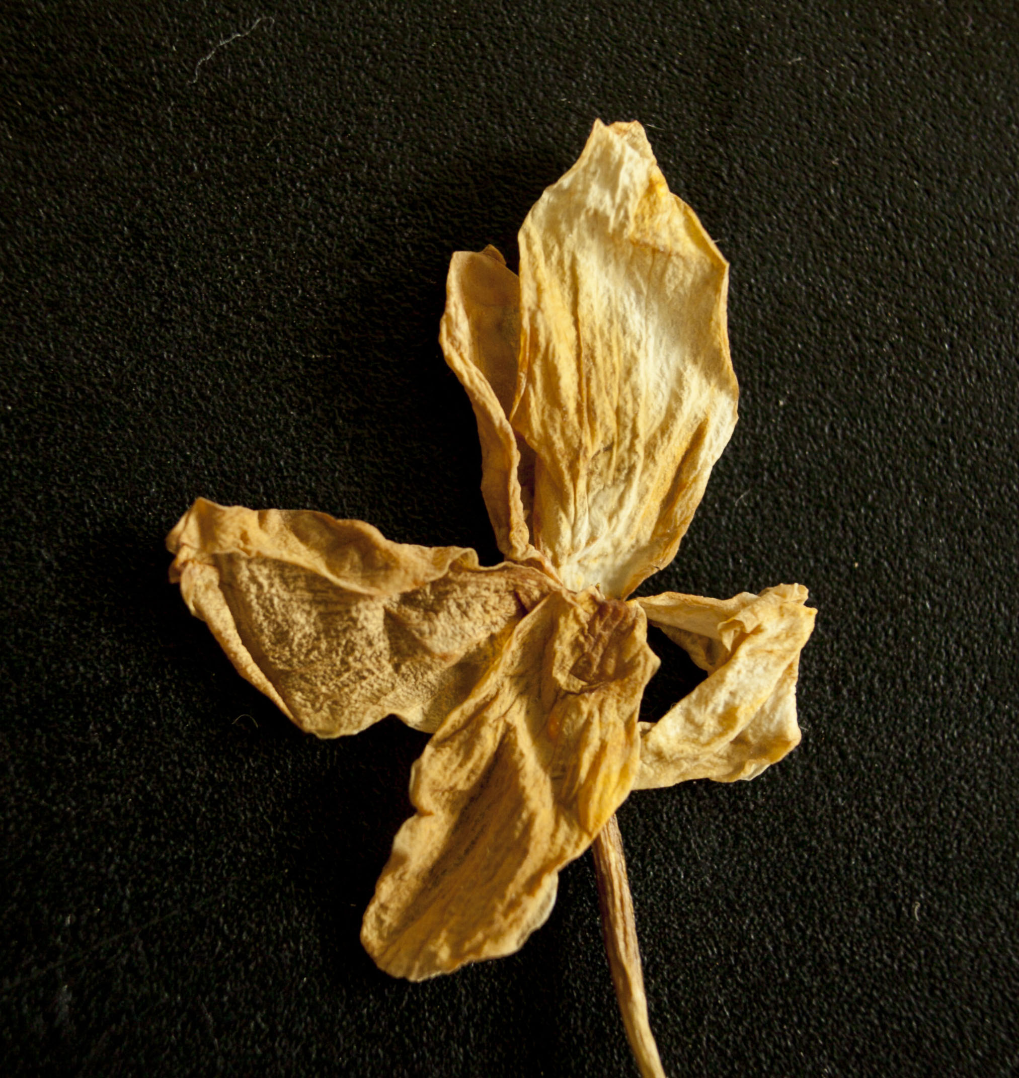 withered flower from the garden | eye to the lens