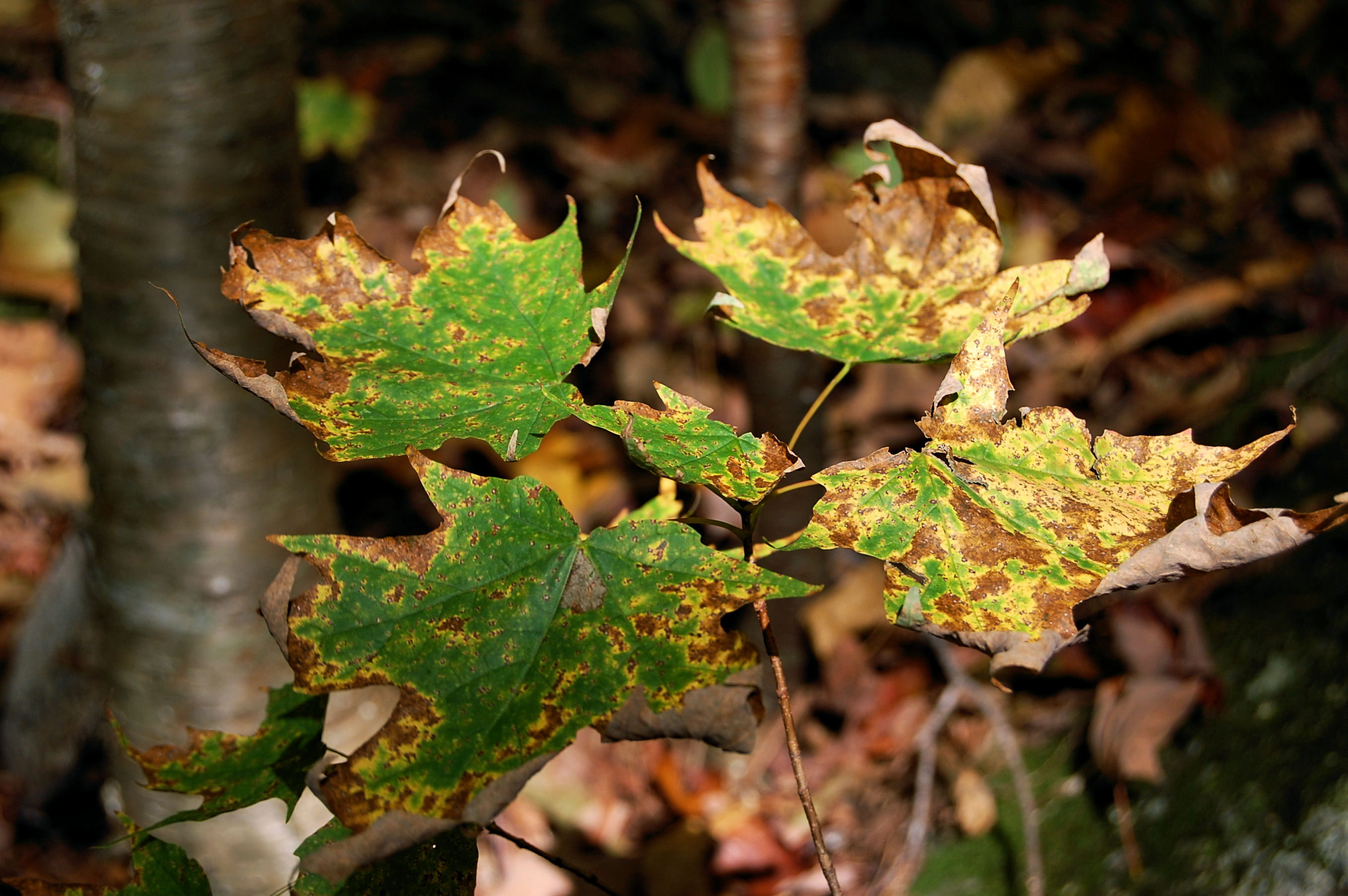 Maple Tree Diseases