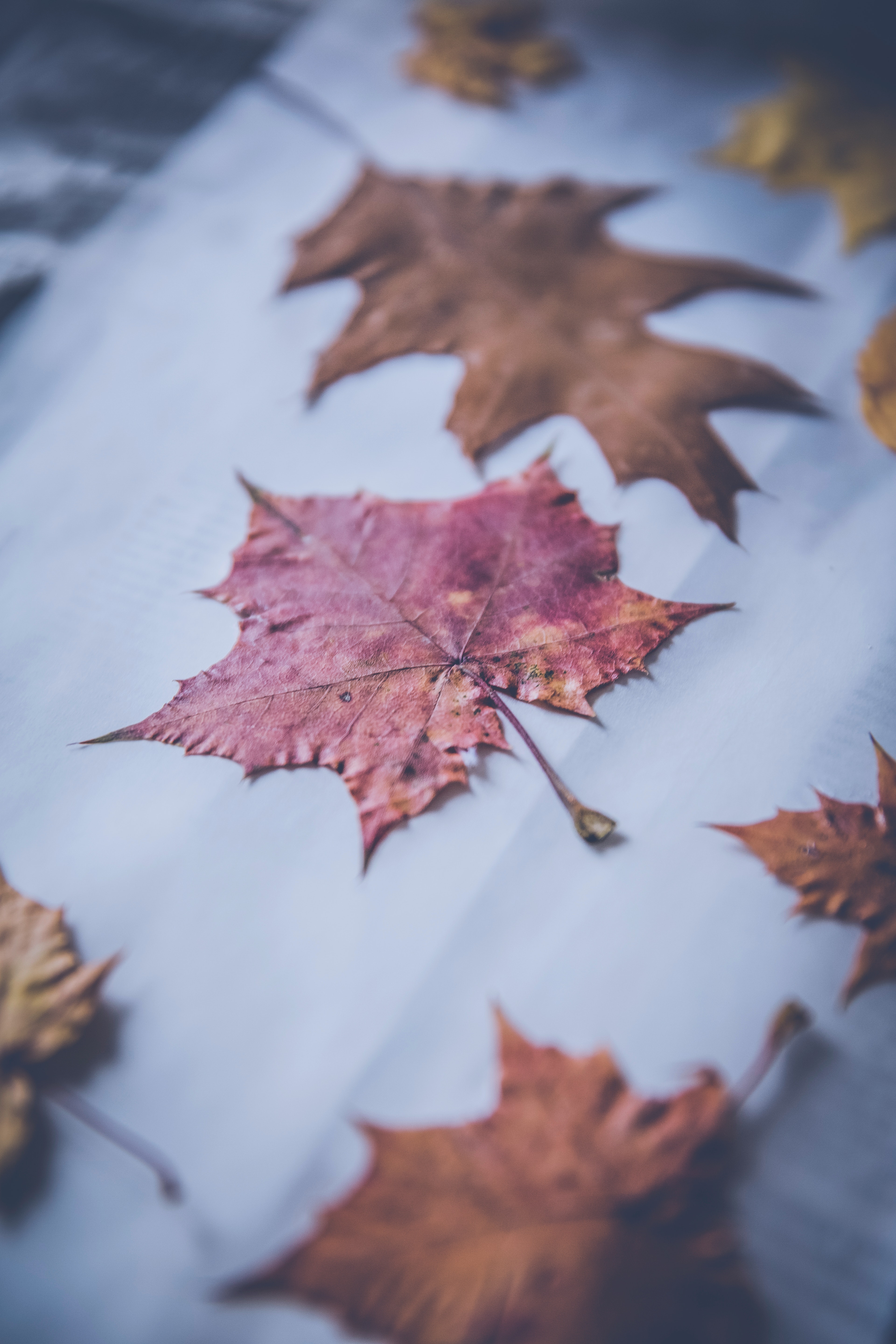 Maple Leaf and Withered Leaves Collection · Free Stock Photo