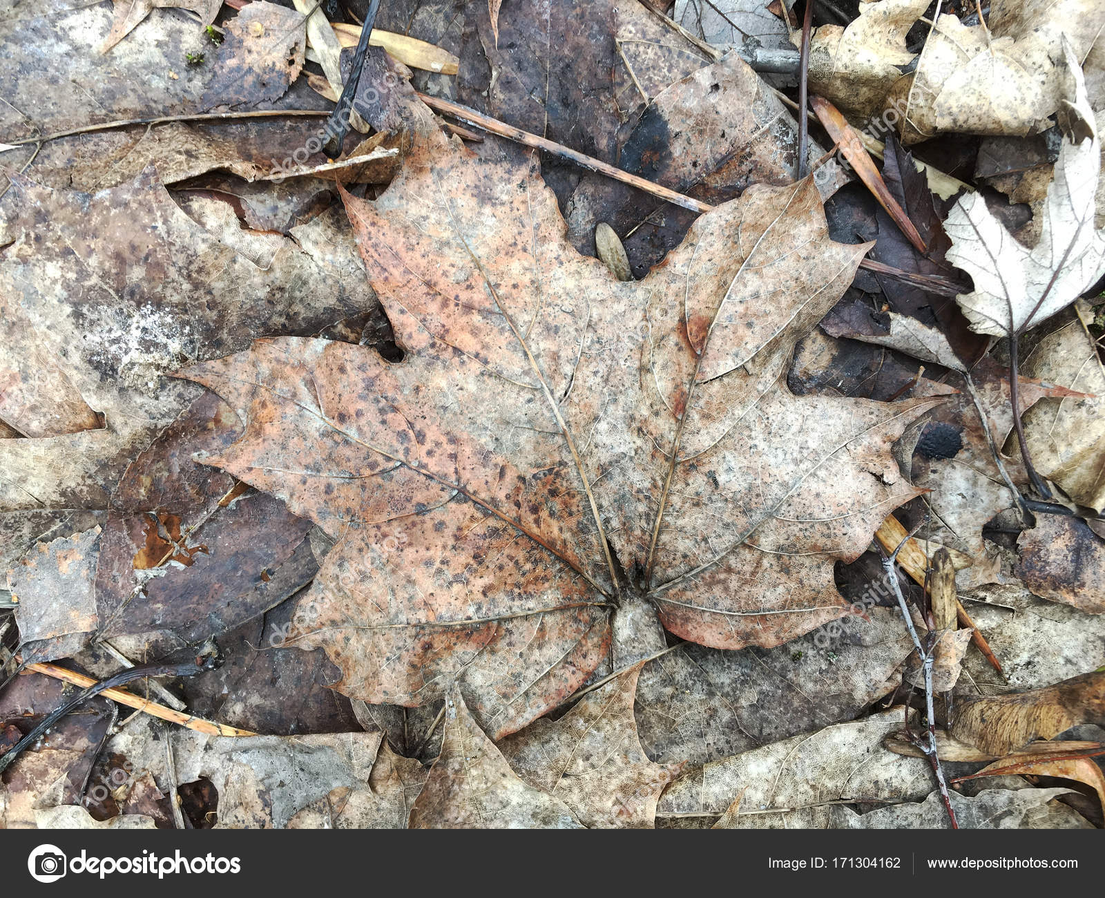 dry withered brown fall maple leaf background — Stock Photo ...