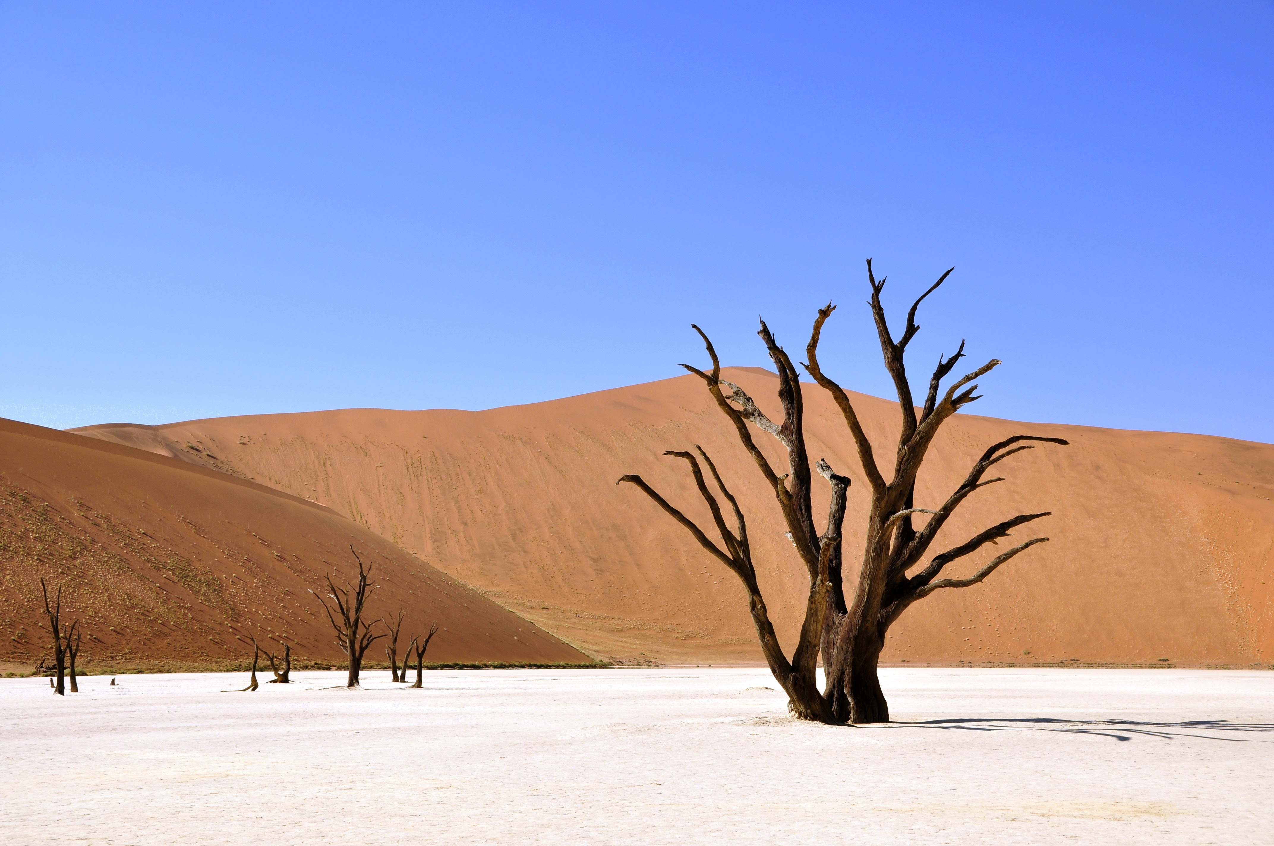 Wittered tree on a dessert photo